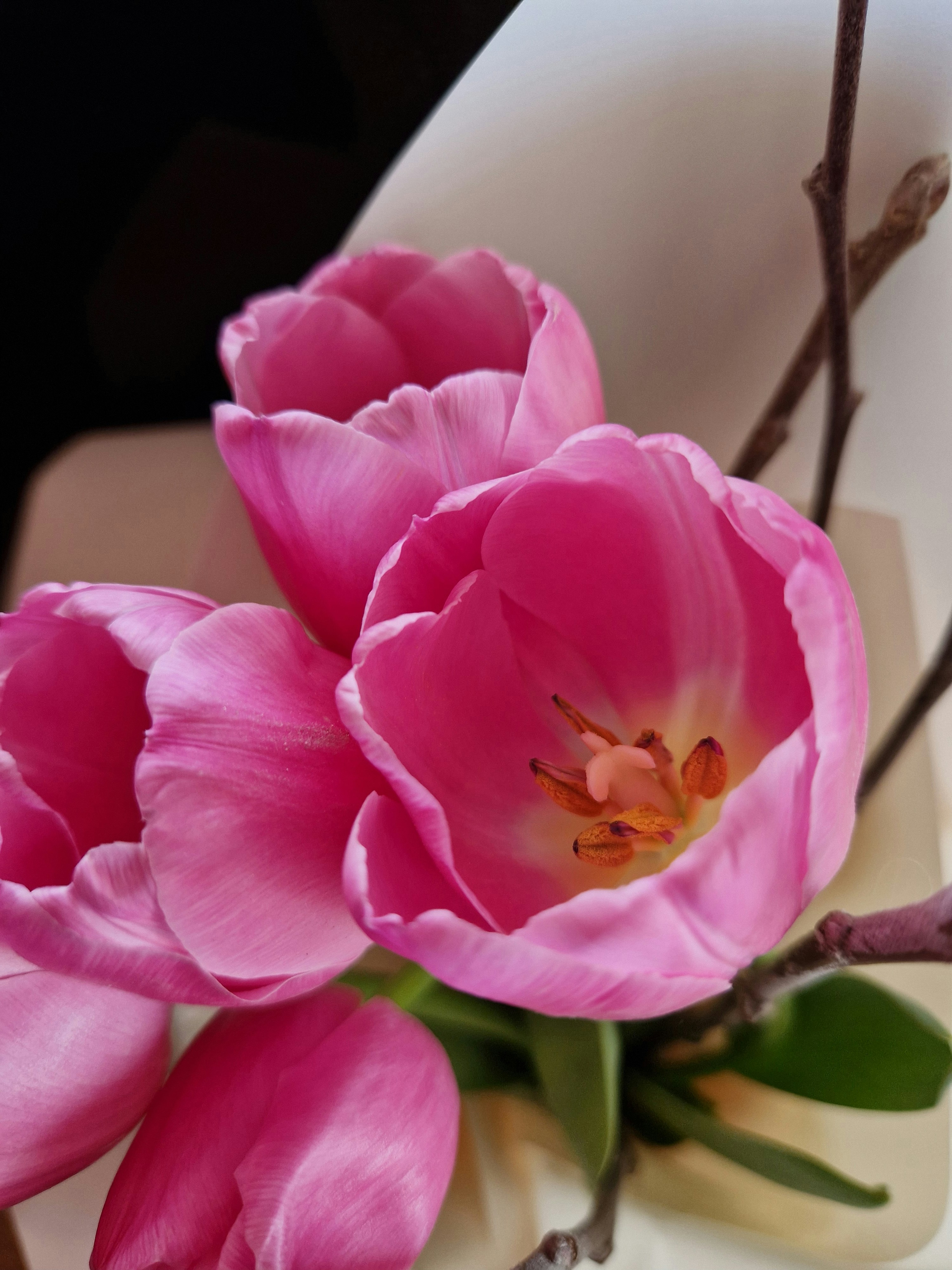 Photo by dmushtaieva