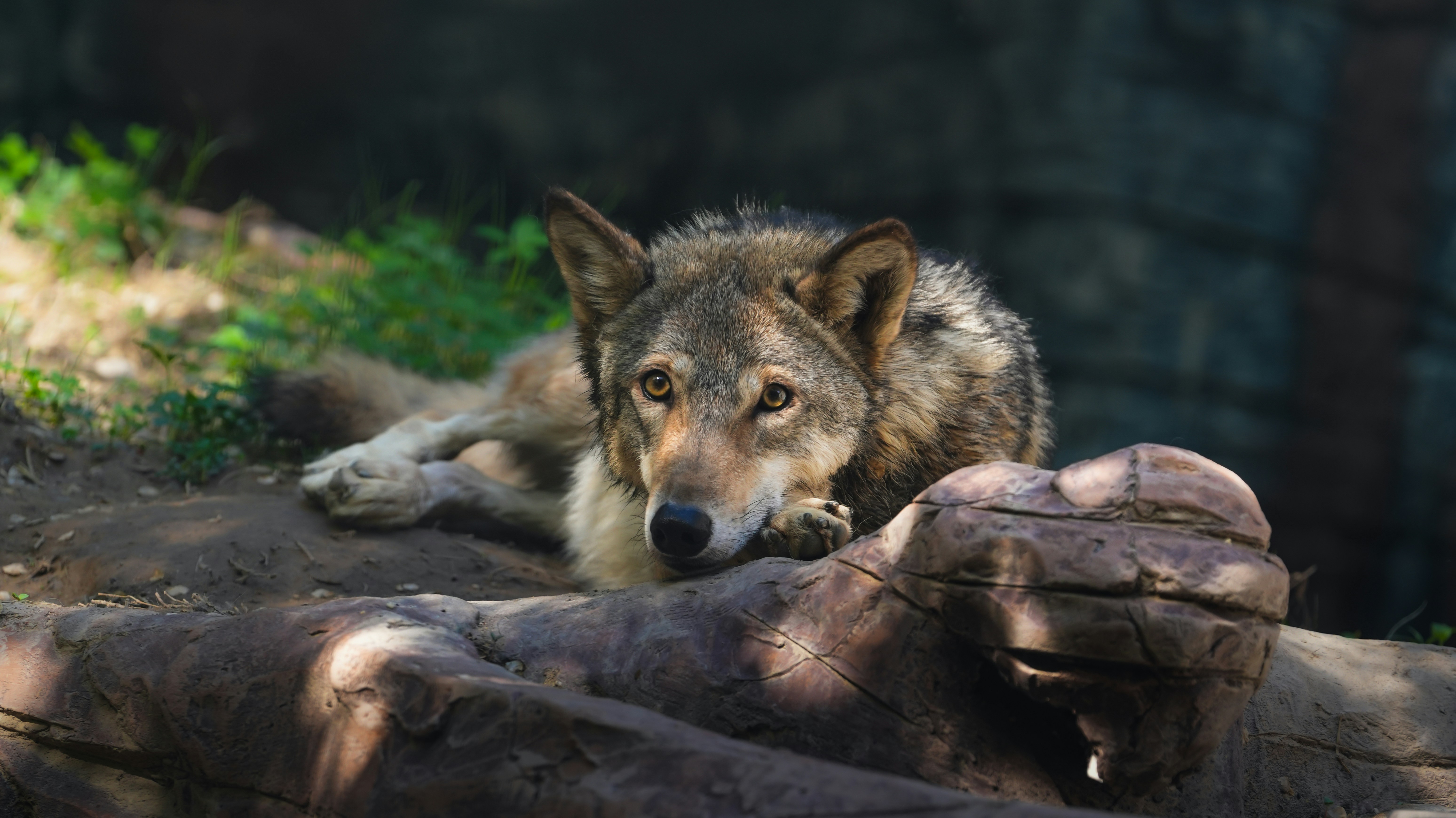 The Moral Battleground: Rights, Ethics, and Competing Values (image credits: unsplash)