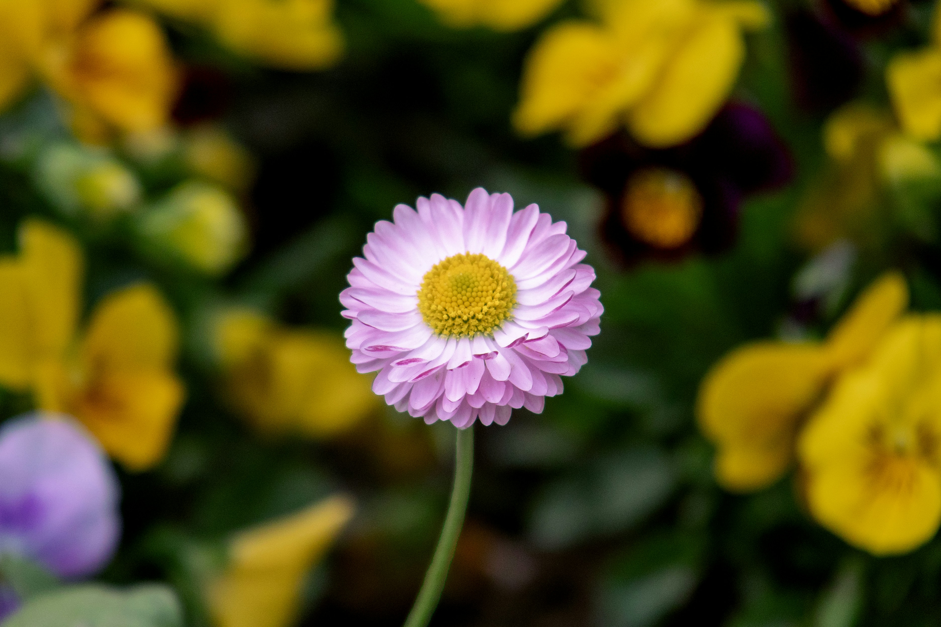 Photo by vatsaltyagi