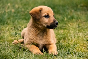 A cute puppy lies on a green lawn.