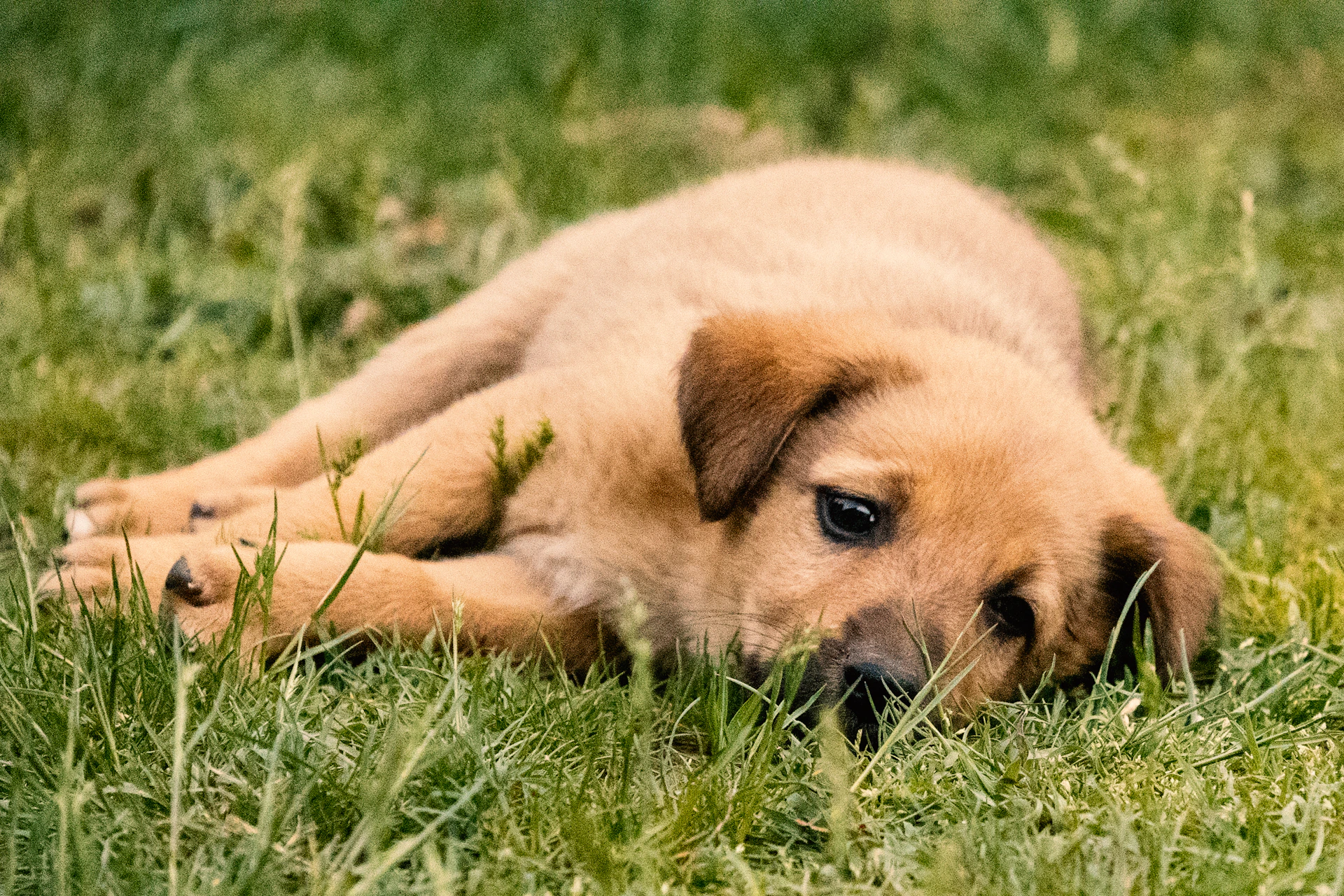 A cute puppy is resting in the grass.