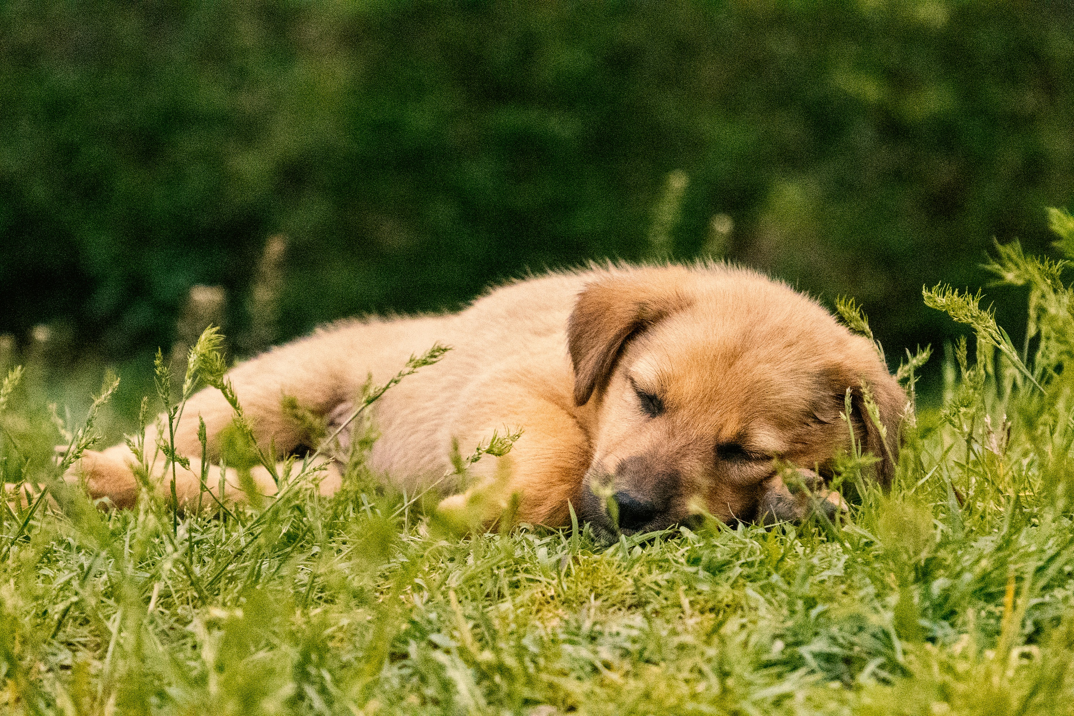 A cute puppy napping peacefully in the grass.