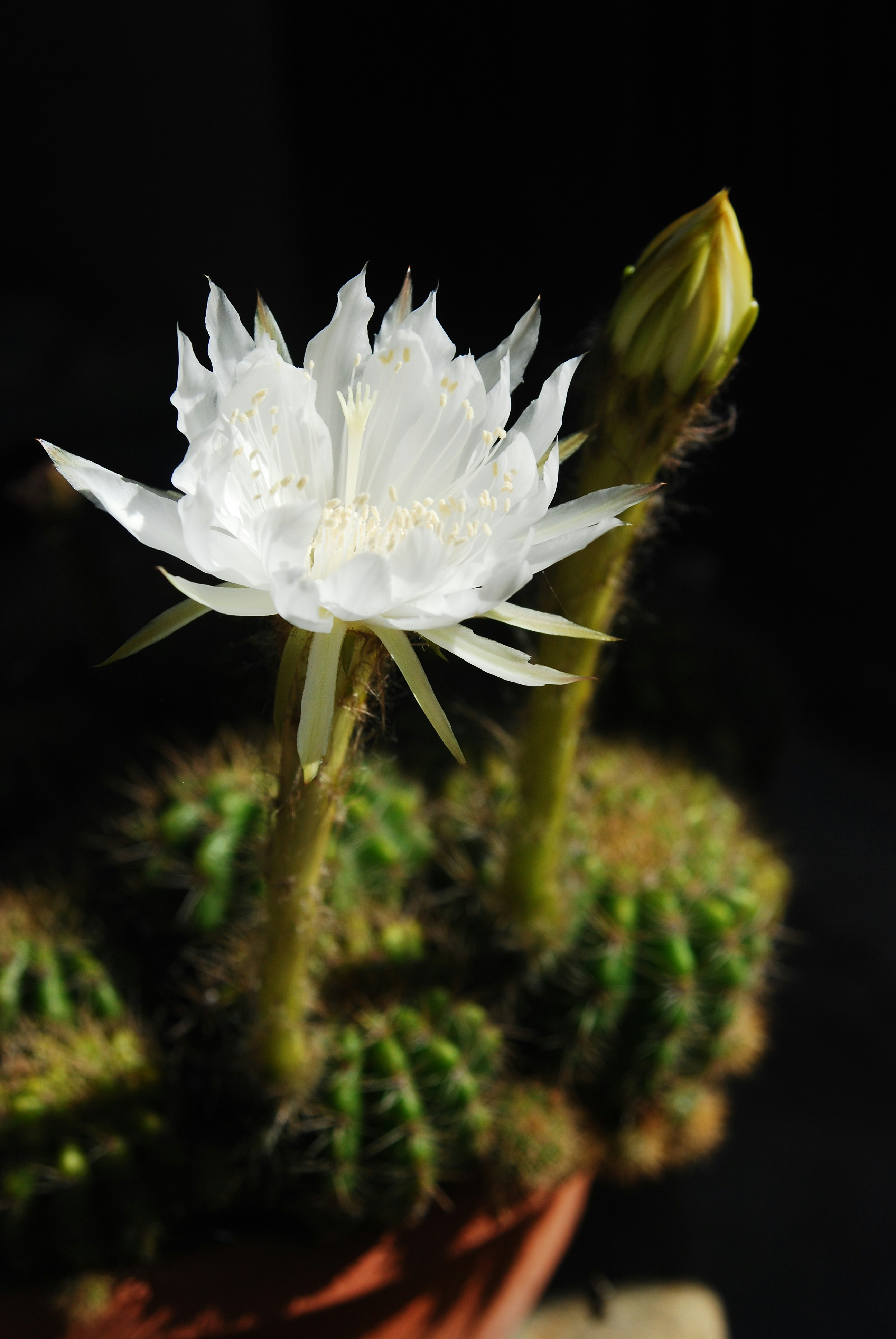 Uma flor de cacto floresce brilhantemente contra a escuridão. foto – Imagem  grátis sobre Flor na Unsplash, image size:3000x4481