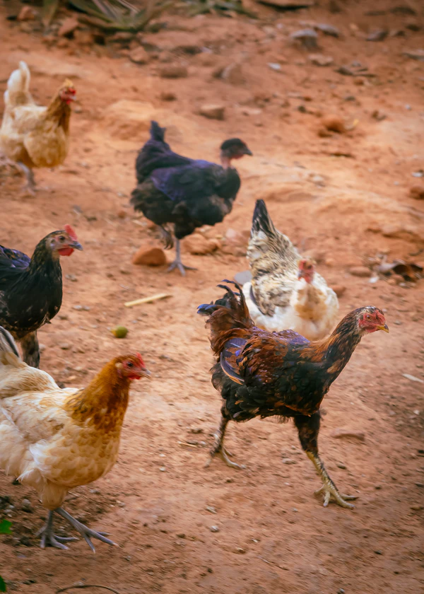 Kienyeji Chicken Sales