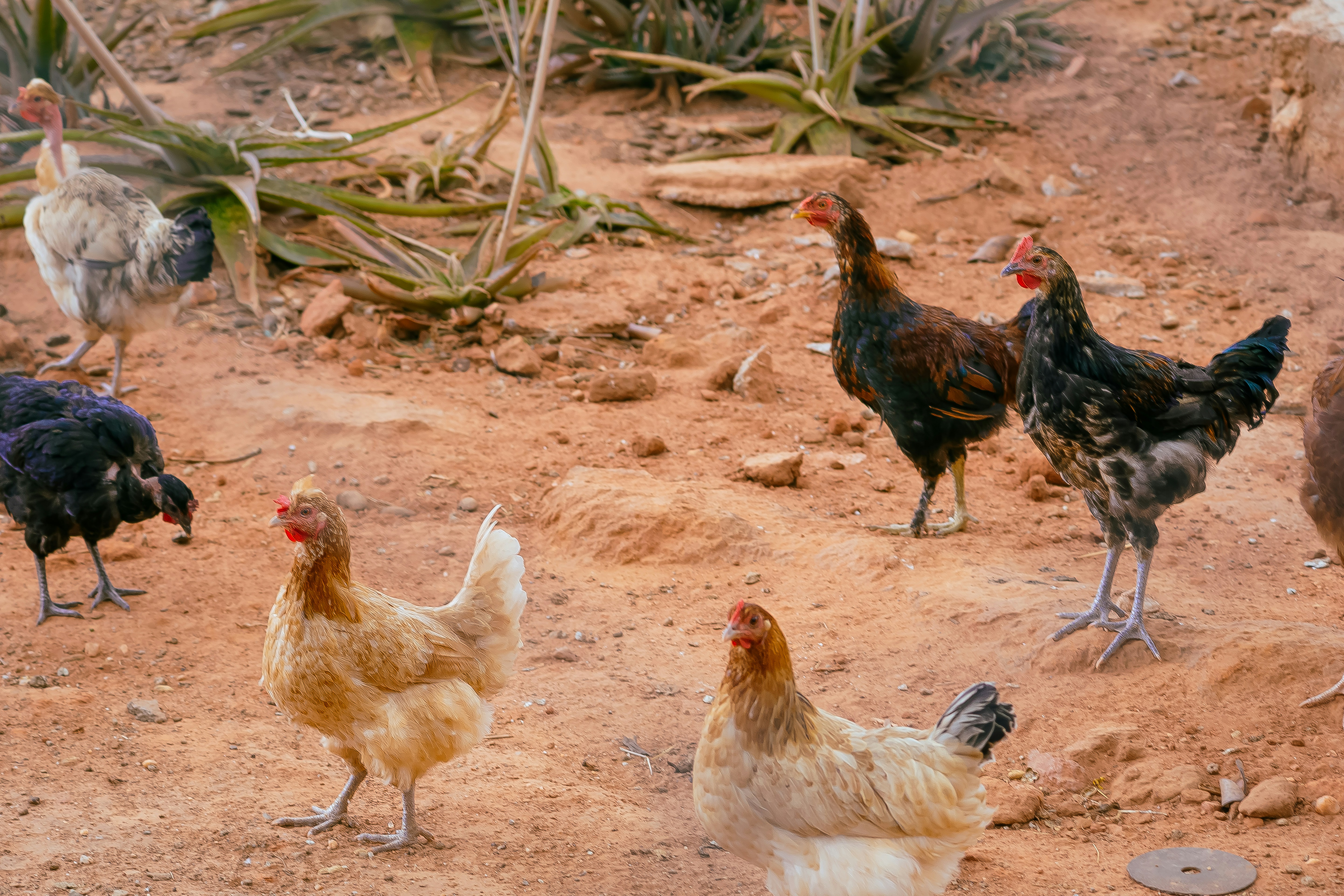 Chickens wander around in a dusty, earthy environment.
