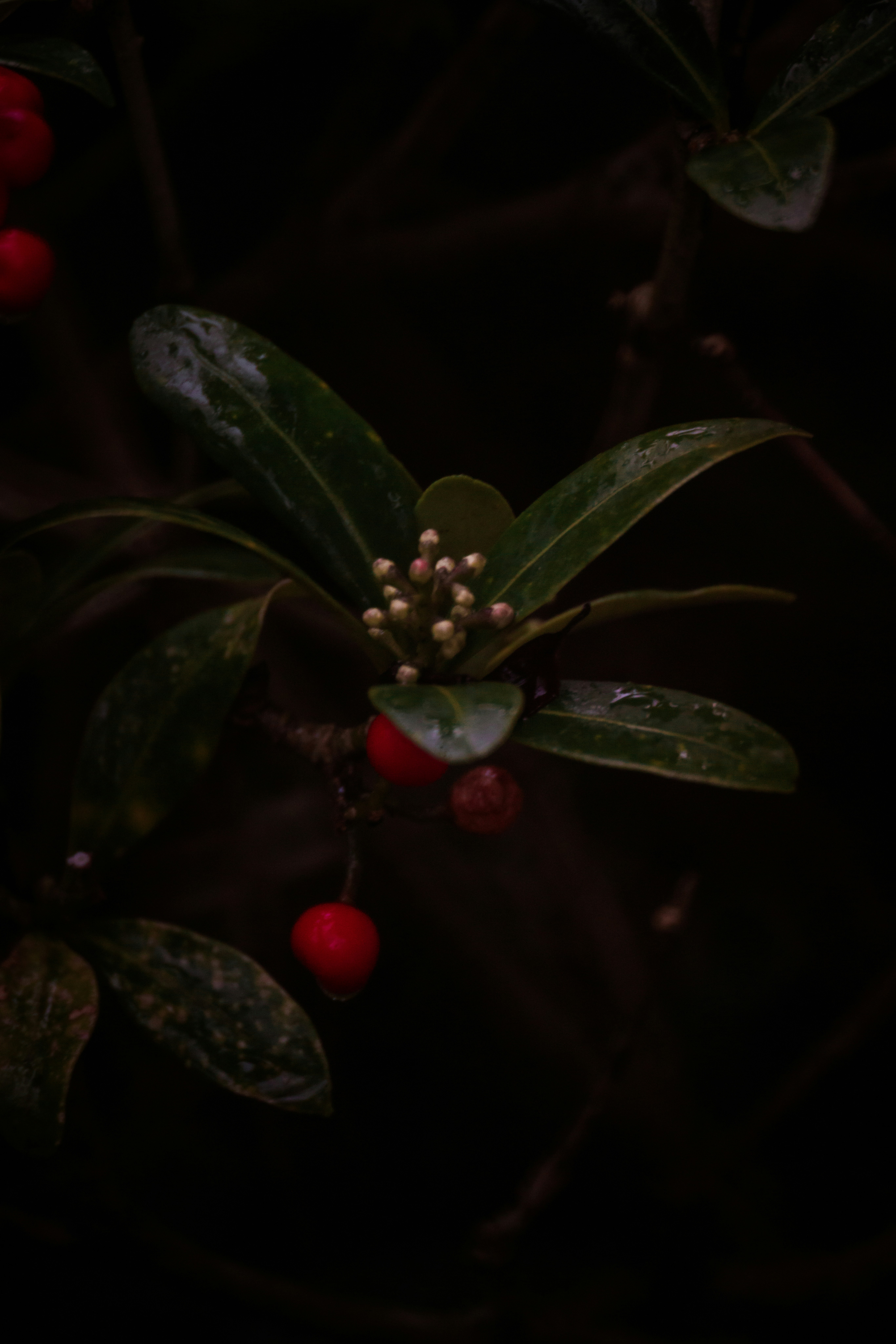 Green leaves and red berries are depicted.