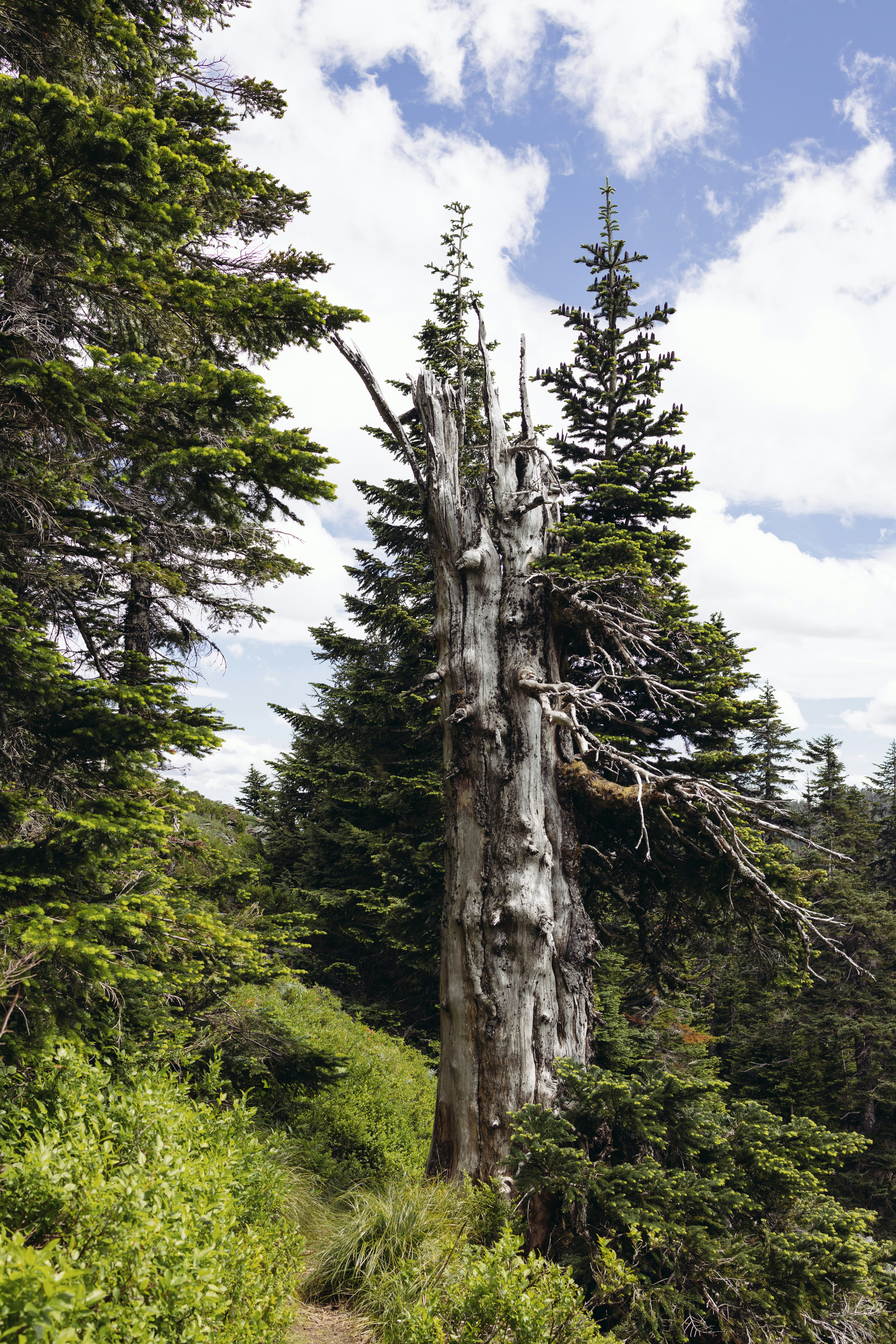 A dead tree stands tall in the forest.