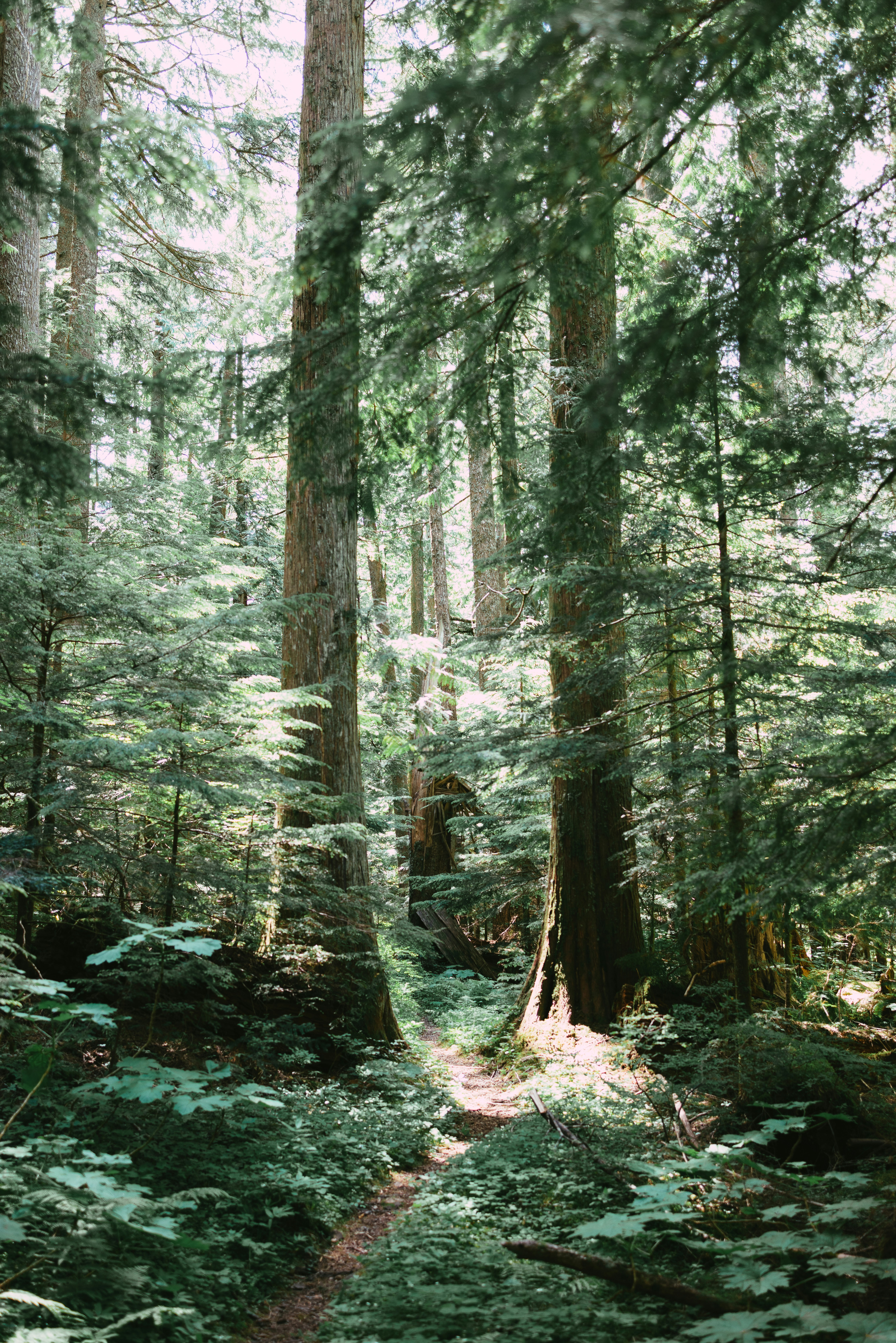 A forest trail is lit by sunlight.