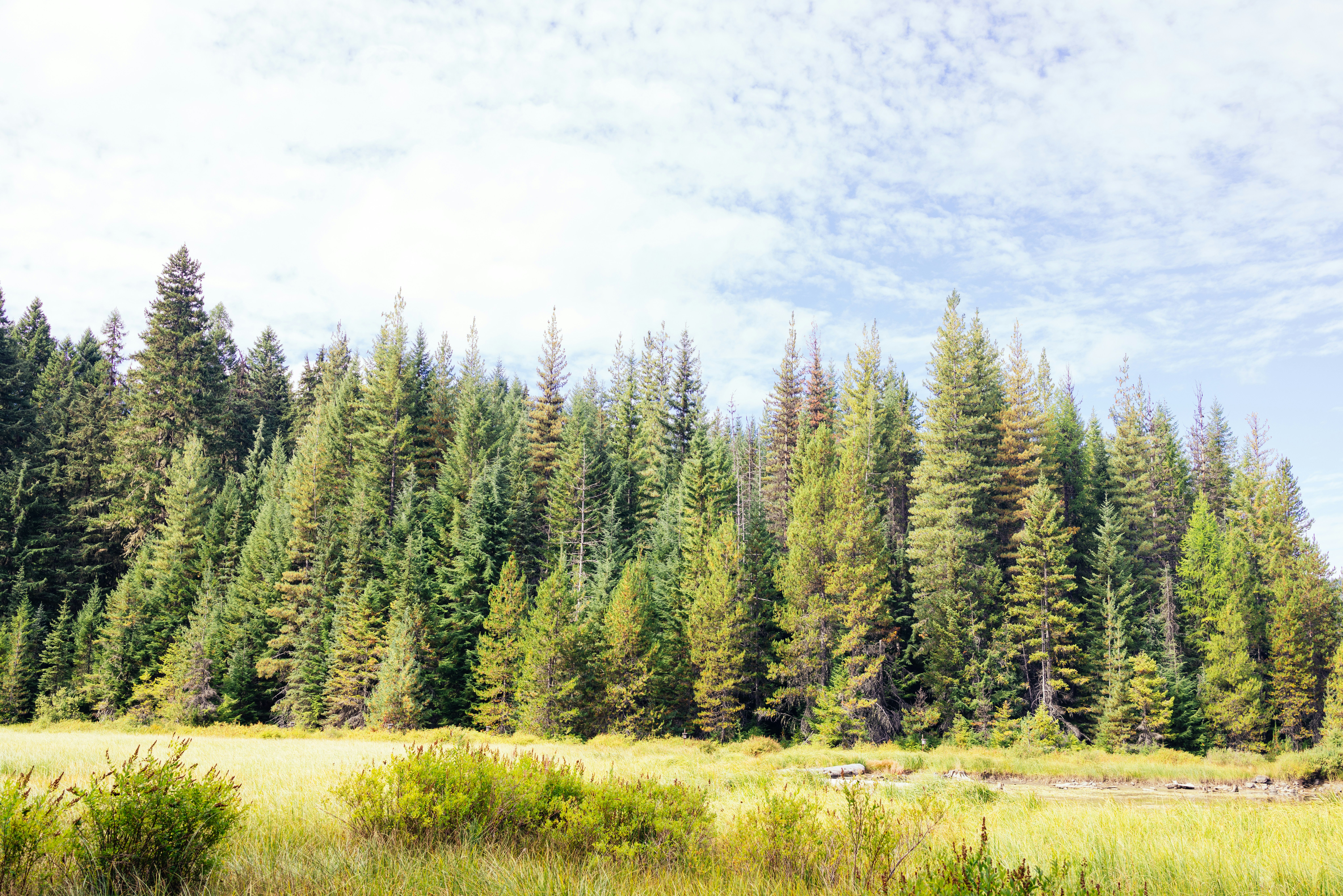 Green trees cover a meadow under a blue sky.