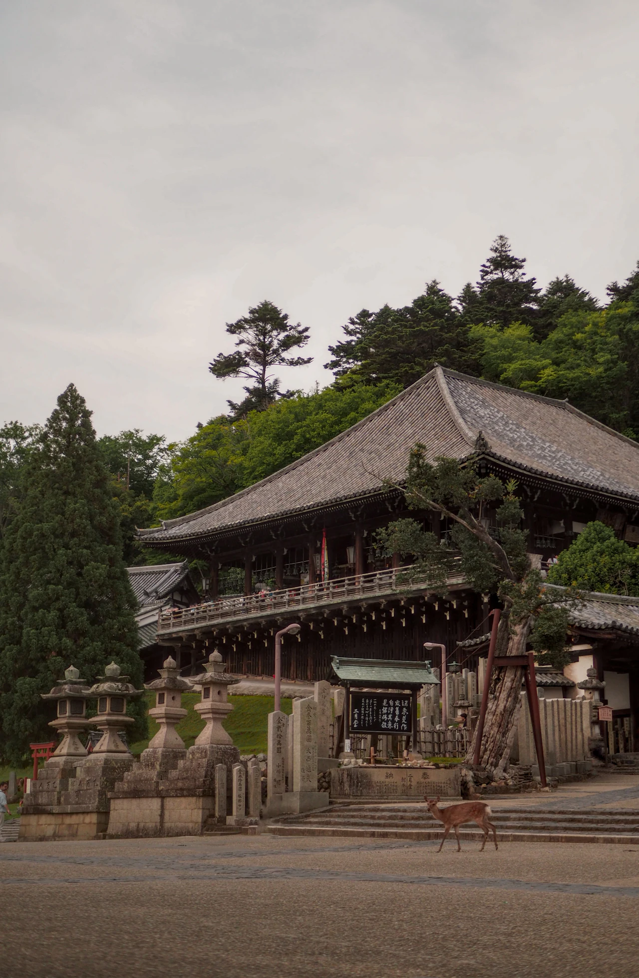 Nara day trip guide: temples, deer and a calmer walking route, Tripnatic destination guide