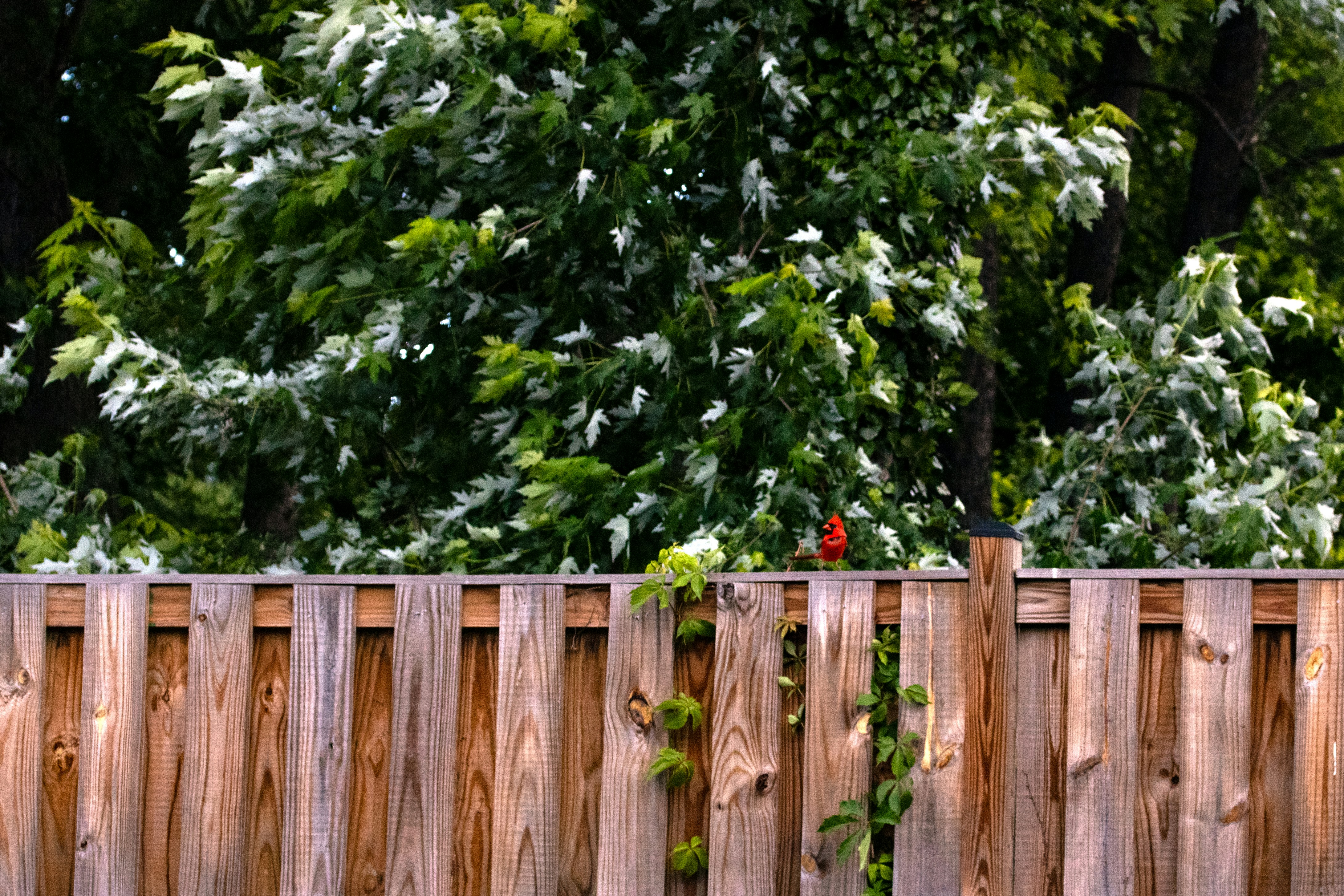 A bird perches on a wooden fence.