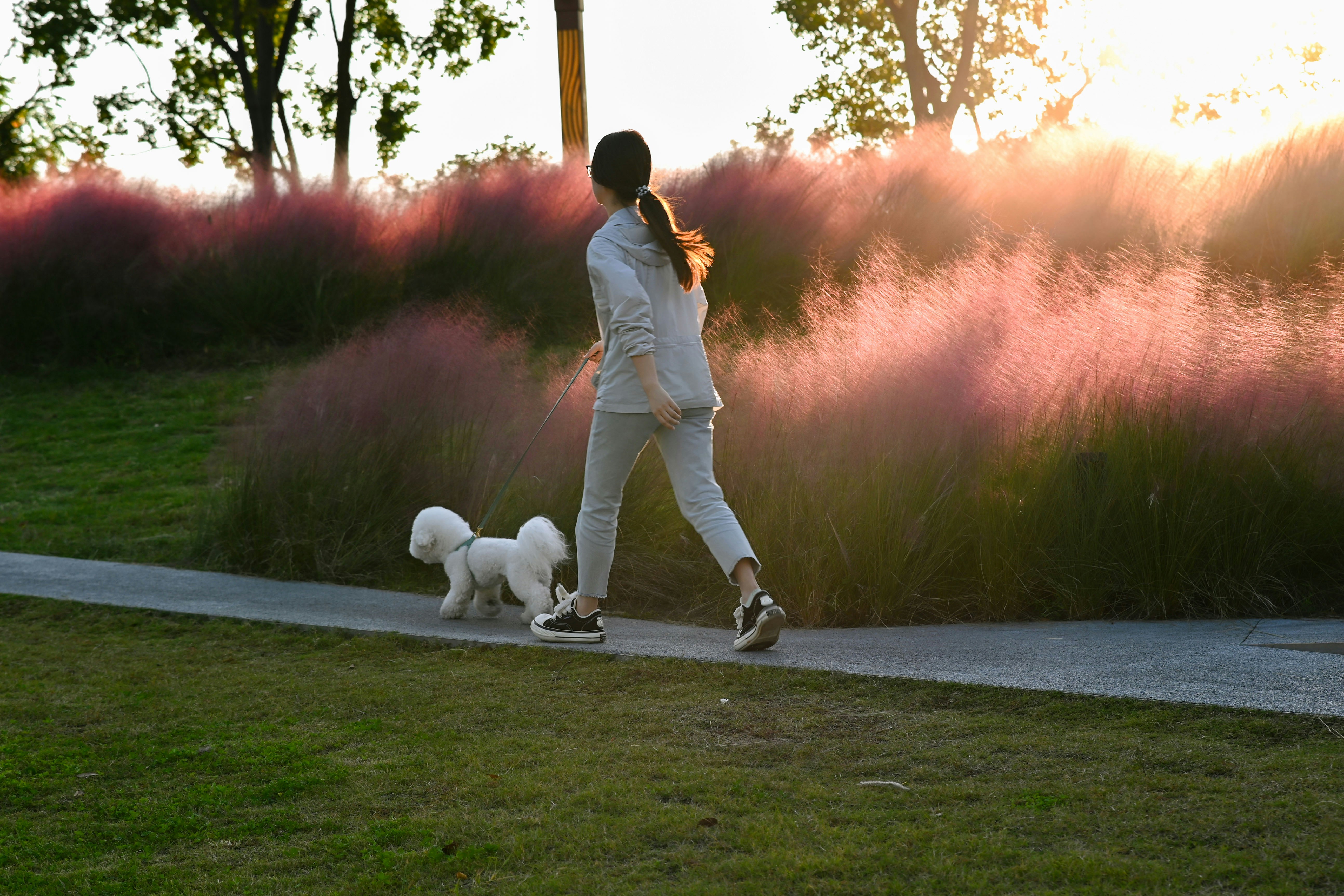 A woman walks her dog in a beautiful field.