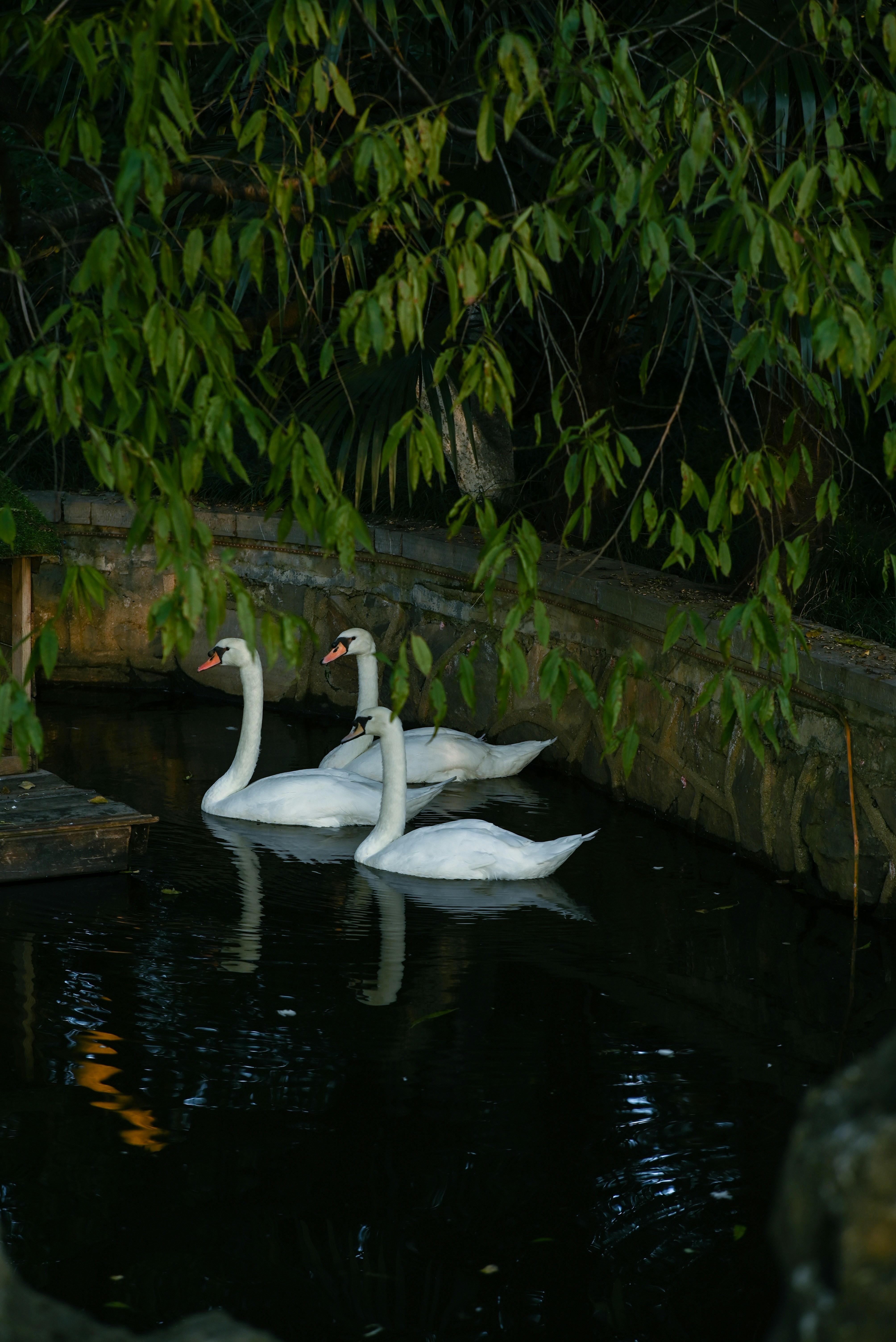 Three swans float on dark water.