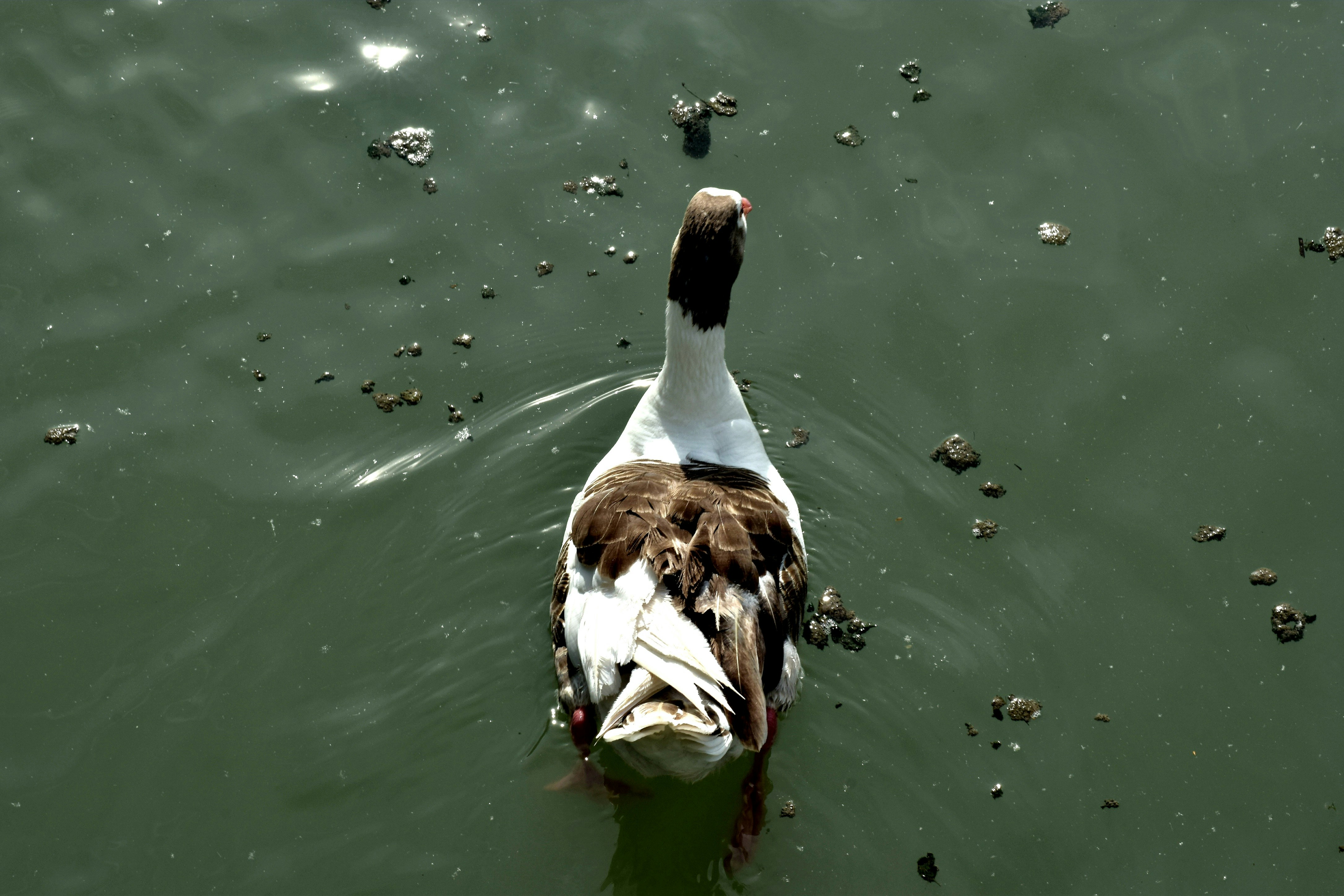 A duck swims in the water.