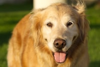 Perro feliz