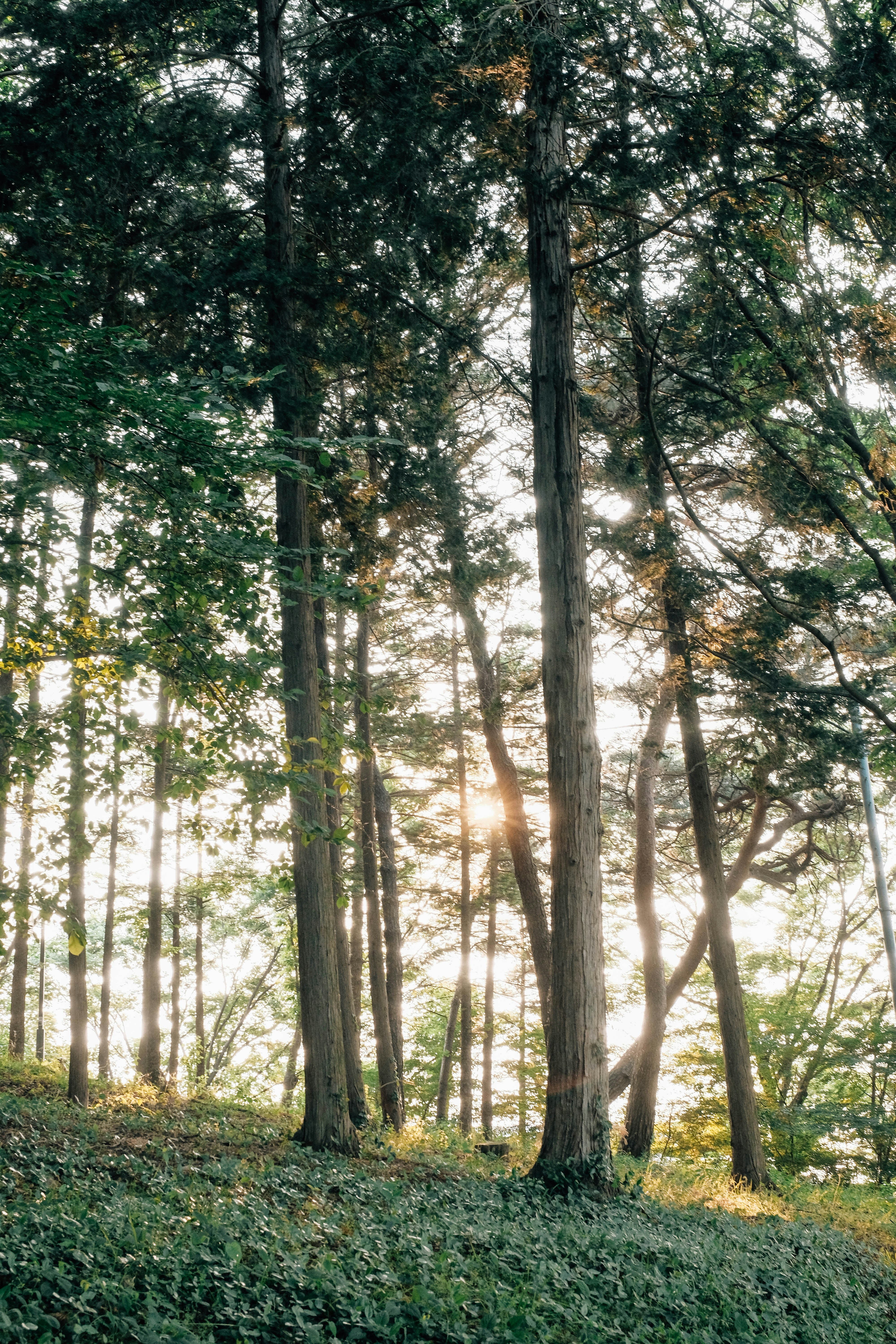 Photo by insungpandora