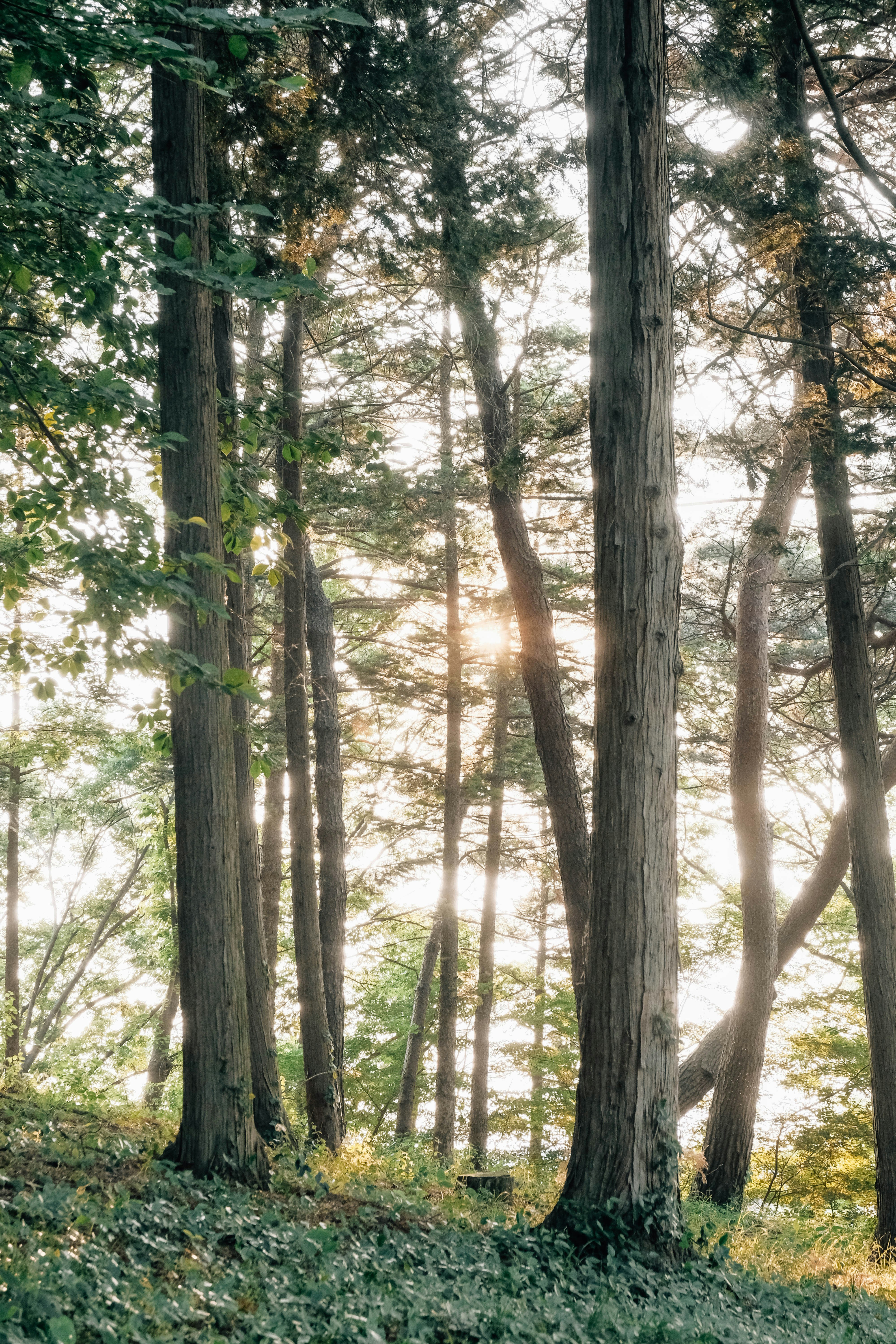 Photo by insungpandora