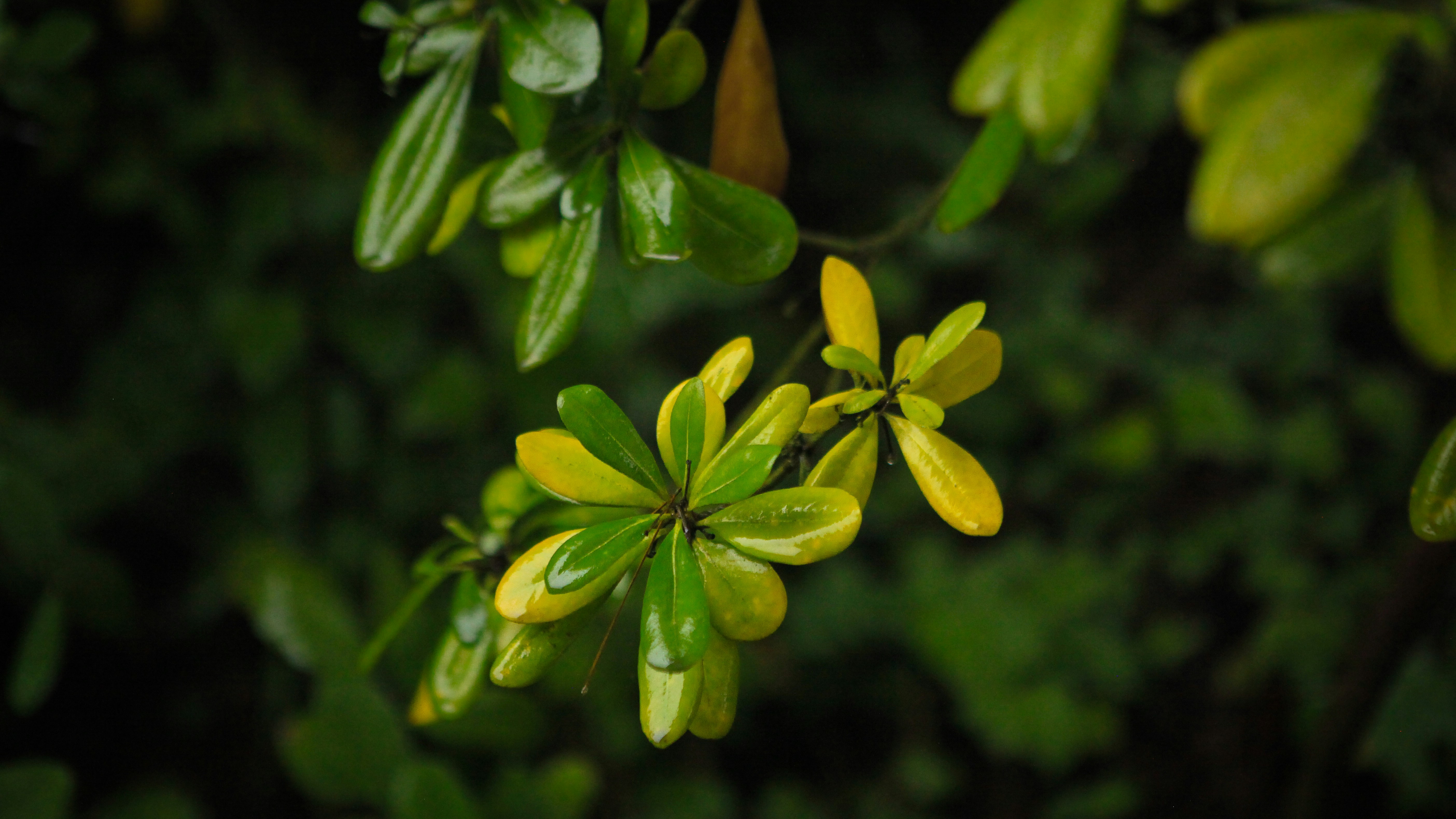 Photo by aurora_original