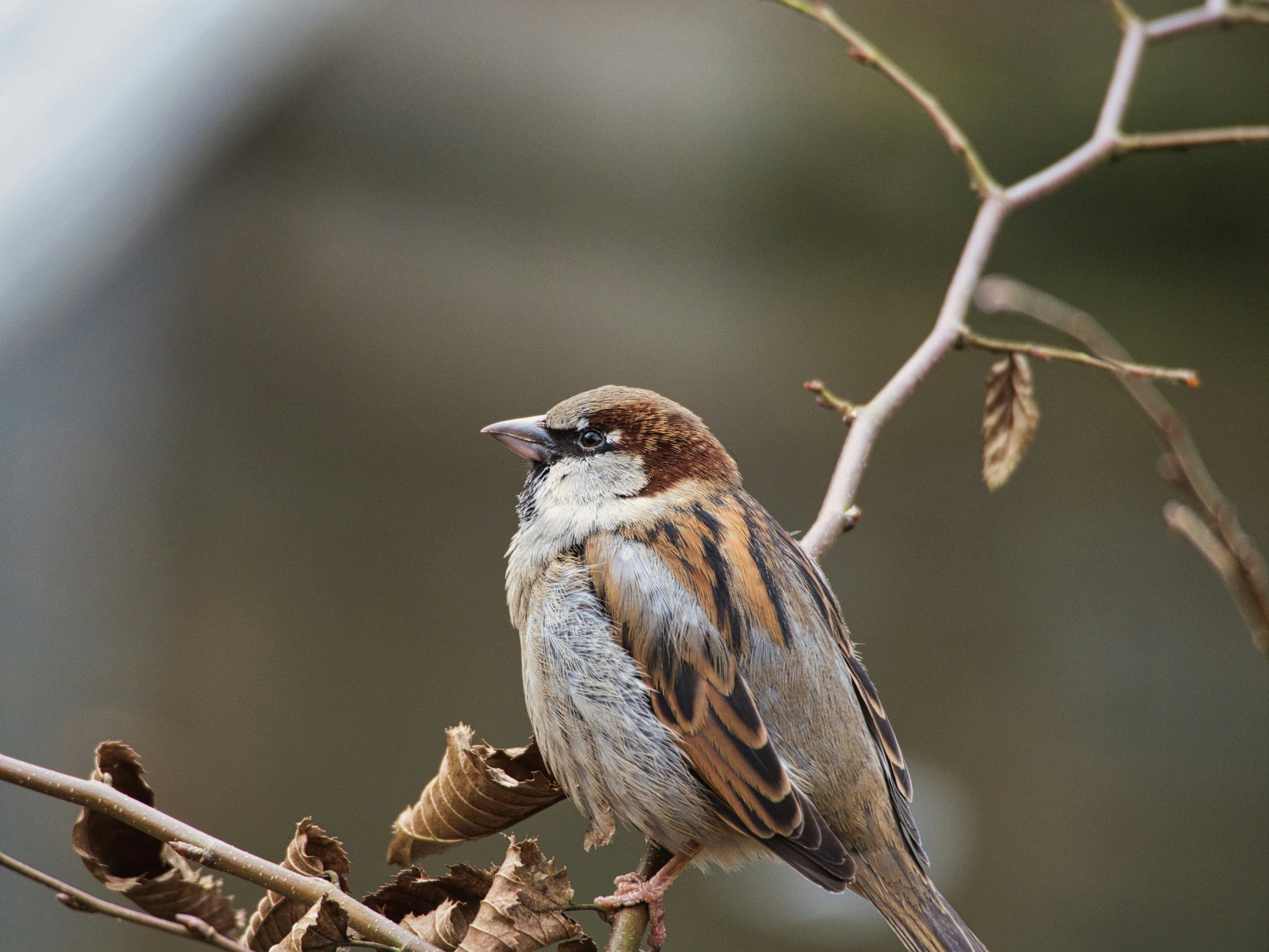 A sparrow perches on a brown branch.