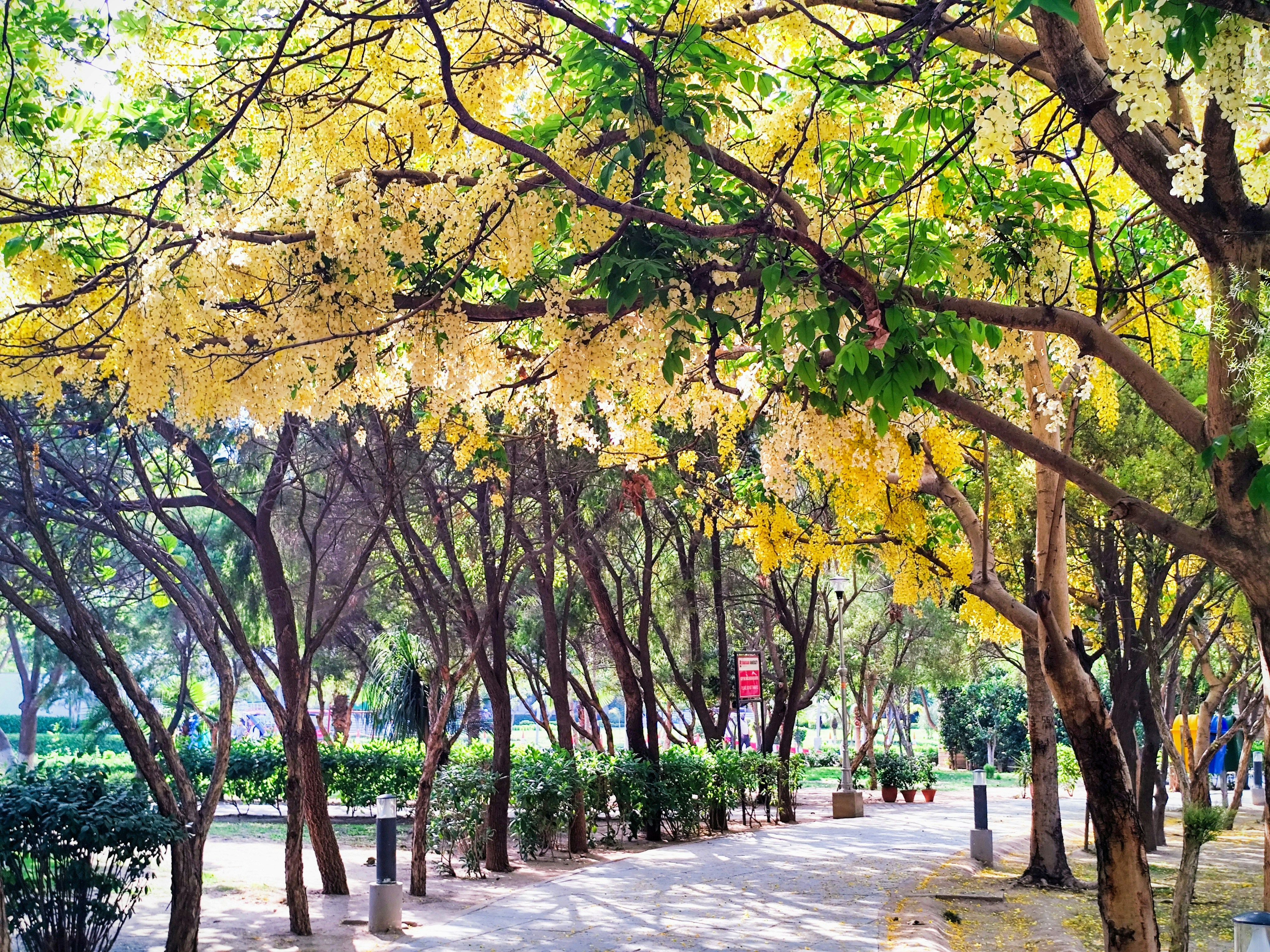 Yellow flowers bloom above a beautiful pathway.