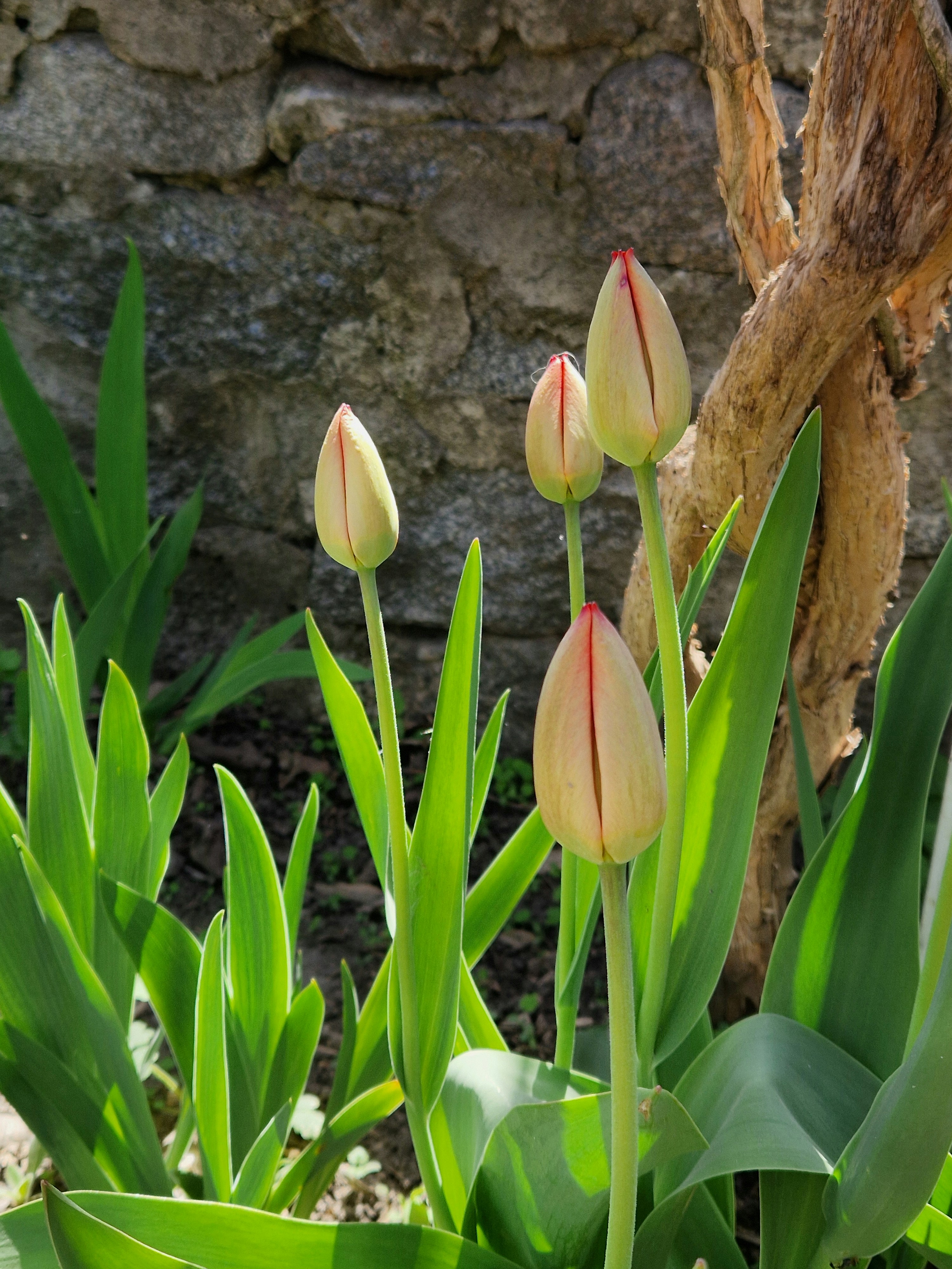 Tulips buds bloom in front of a stone wall.