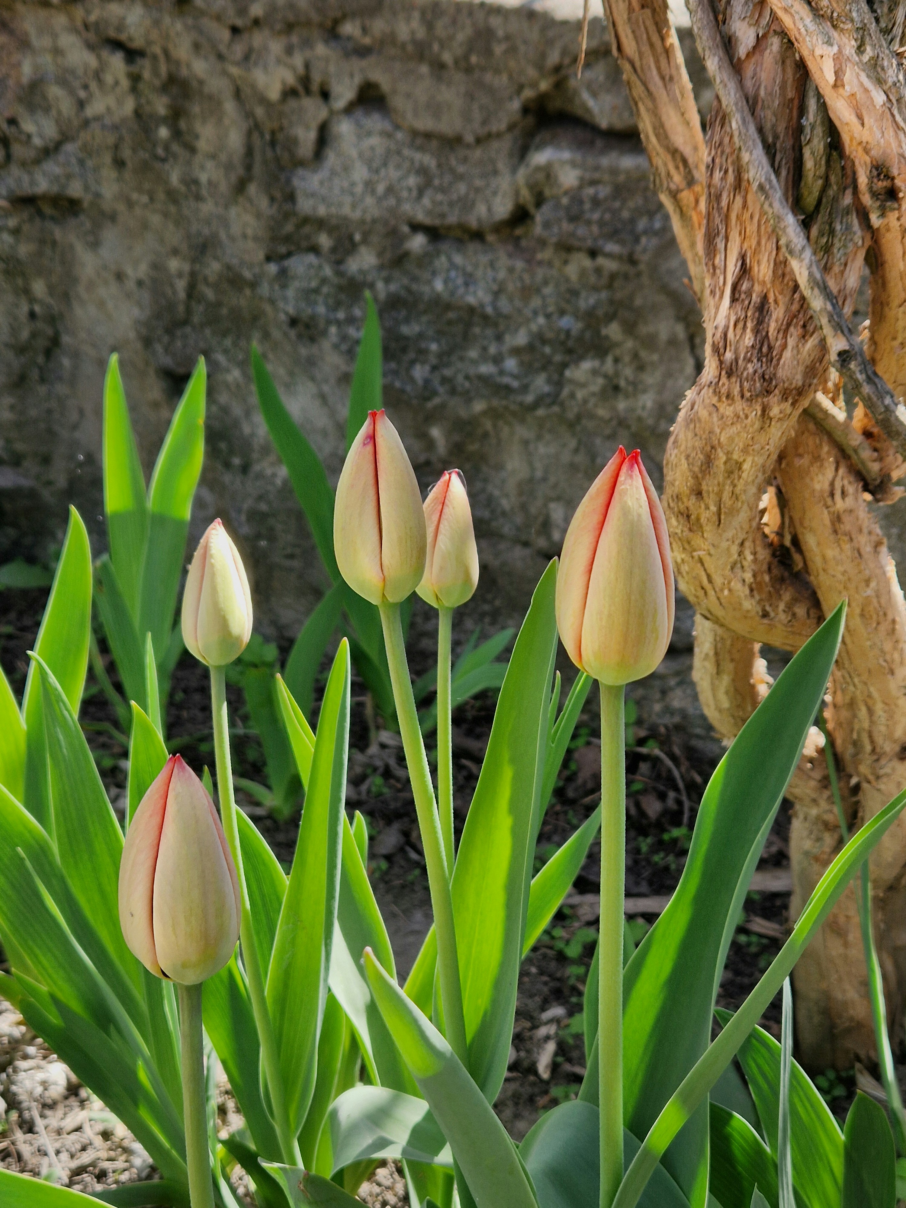 Budding tulips with bright red tips.