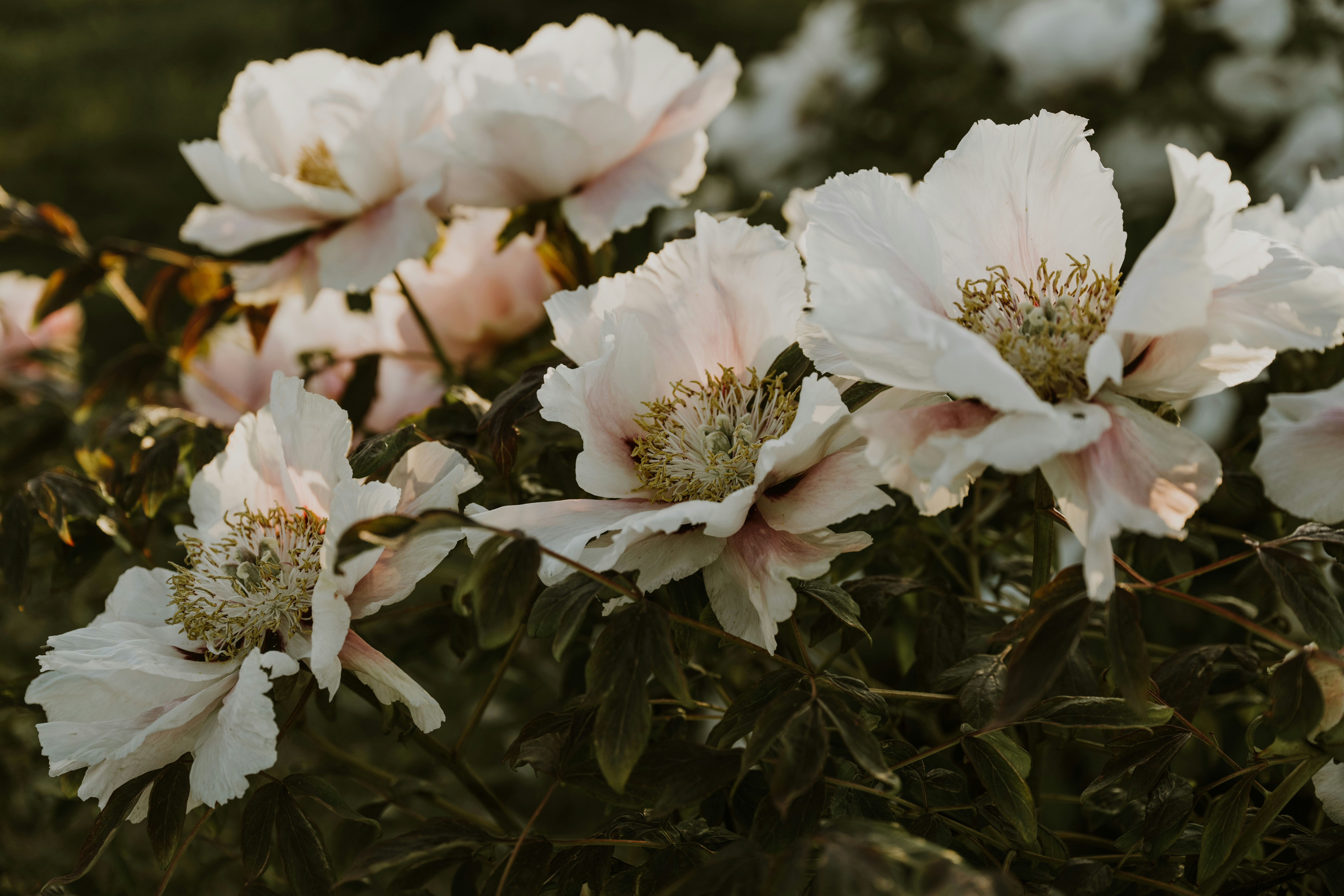 Photo by anitaaustvika