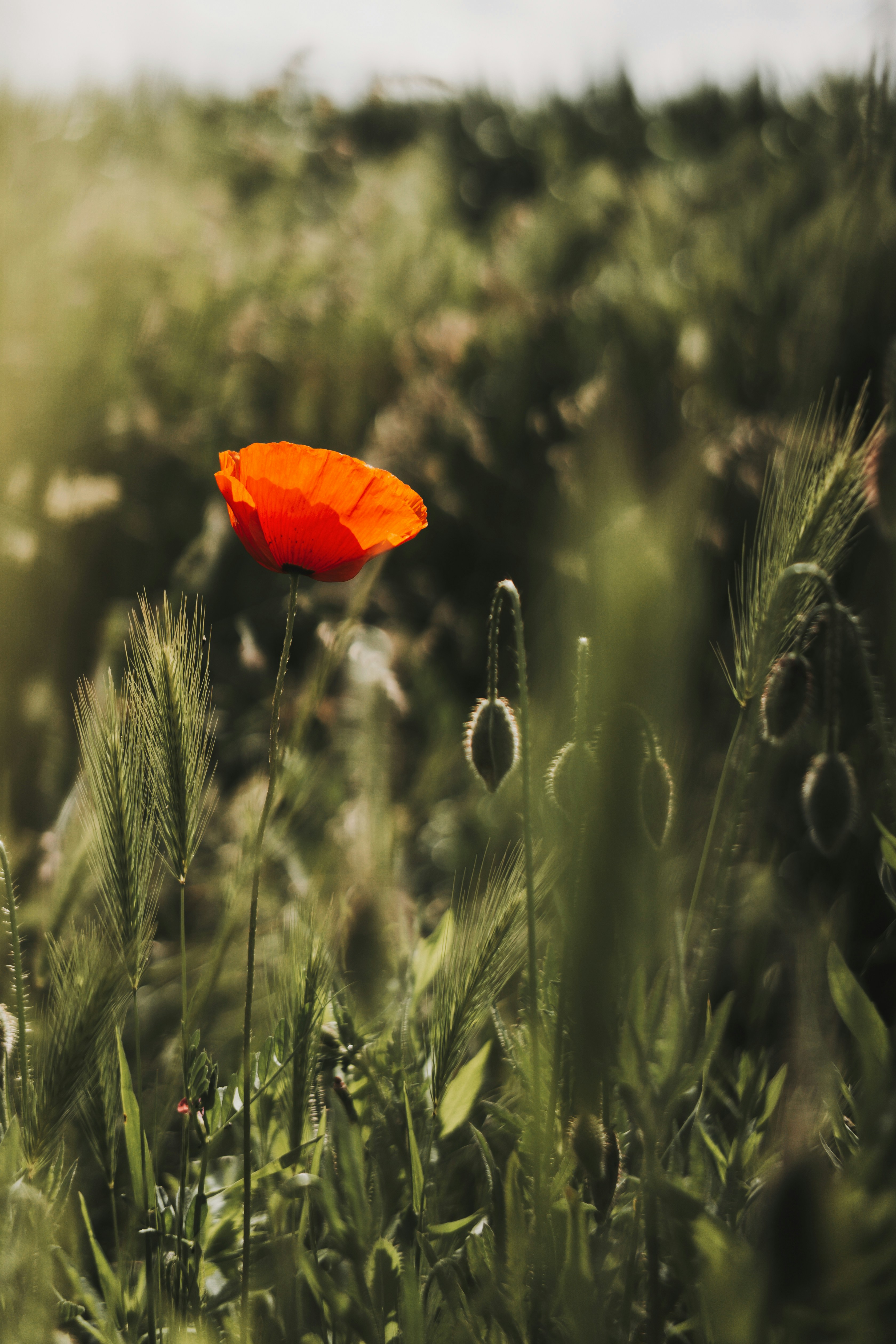 Photo by annaspoljar