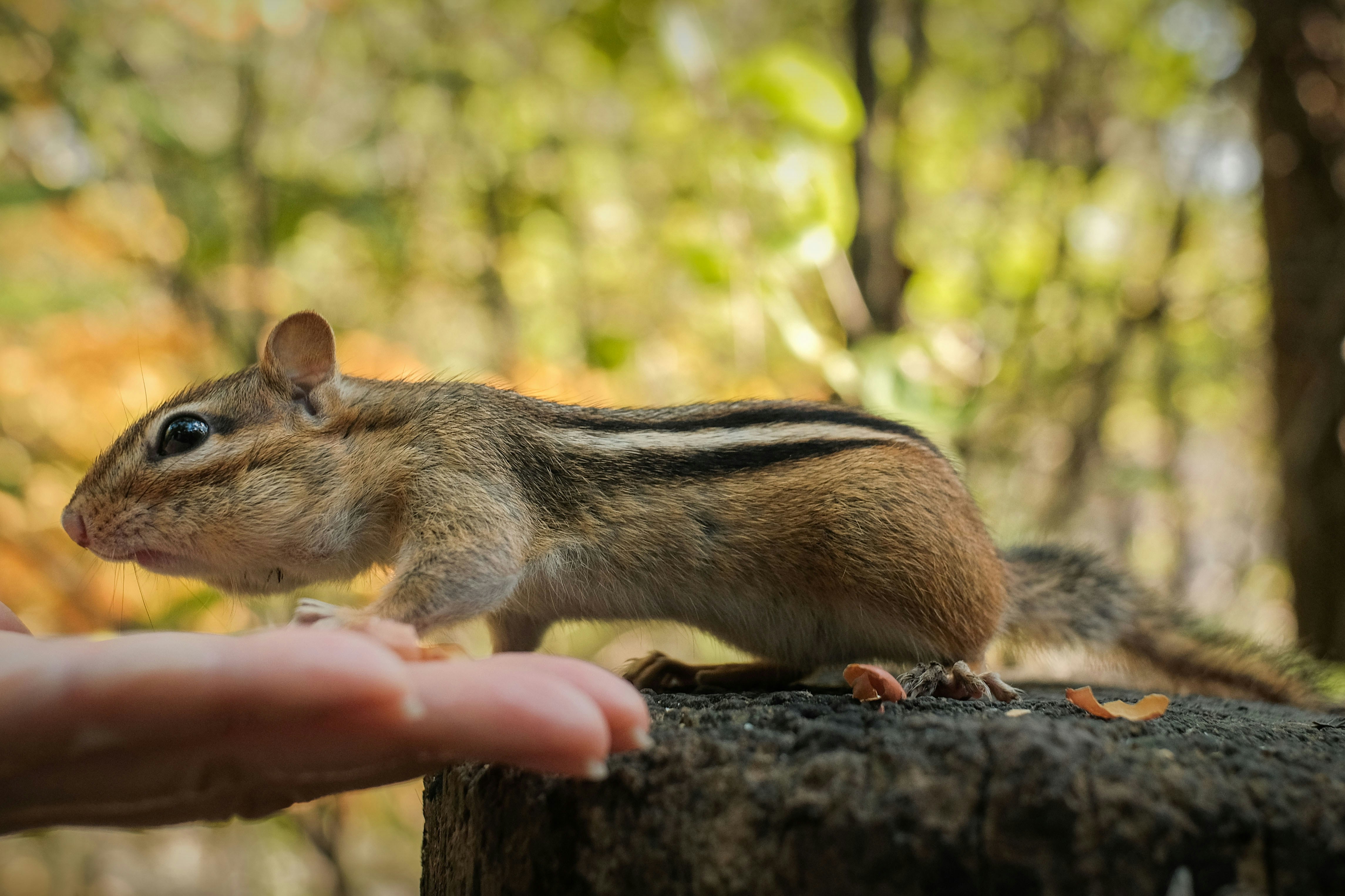 A chipmunk sits on a log by a hand.