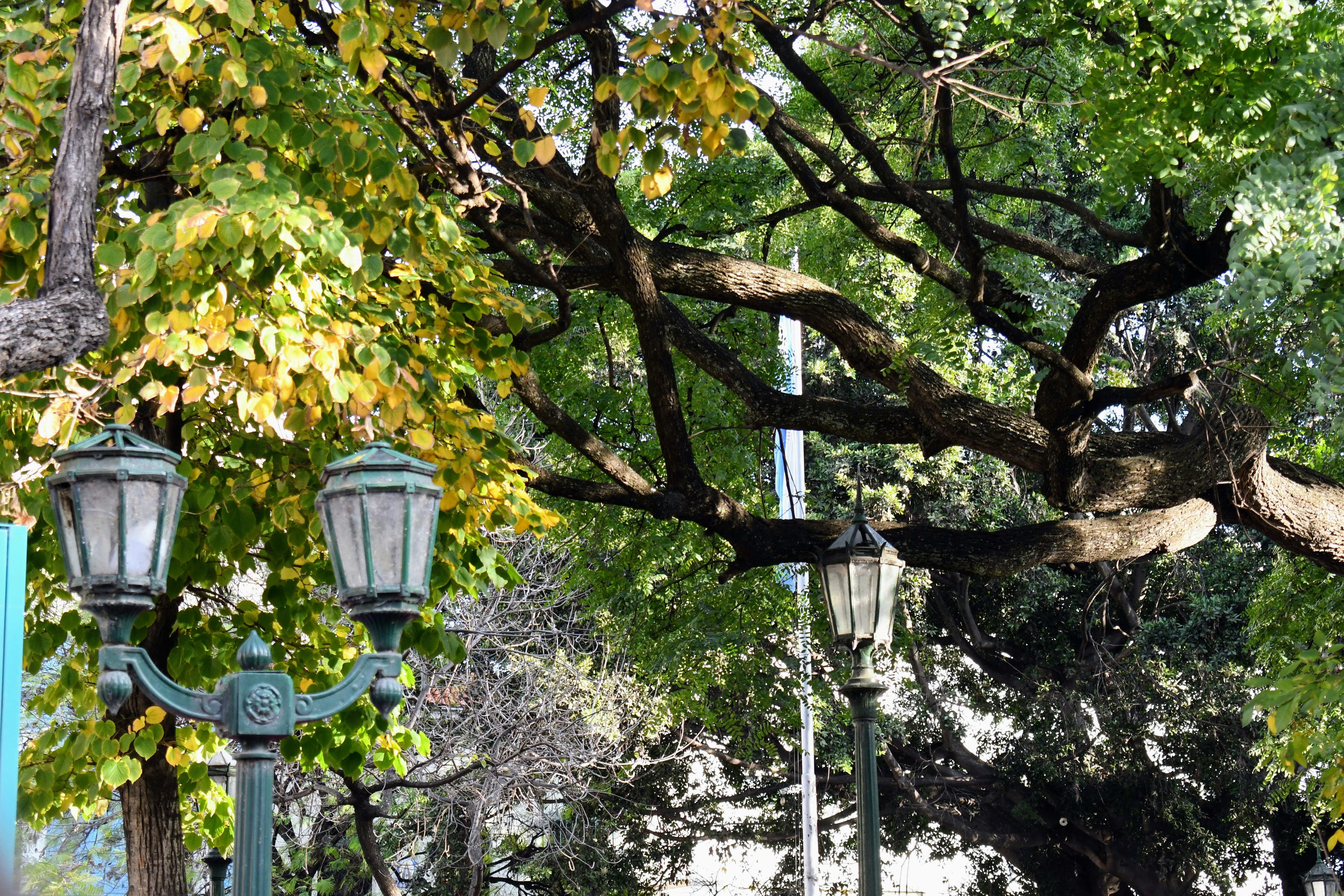 uplighting on a beautiful tree or architectural feature - low voltage landscape lighting torrance