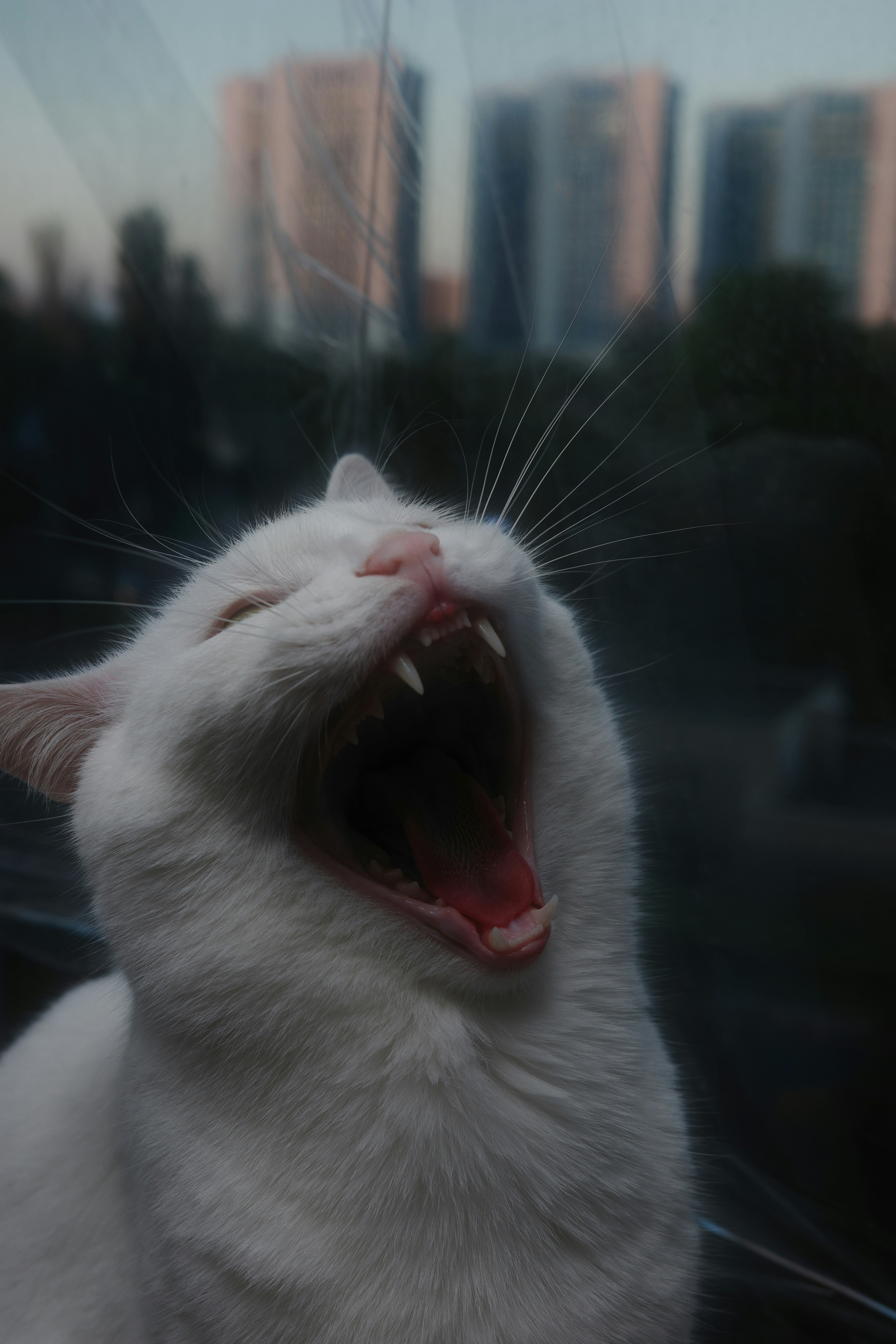 White cat yawns wide with city view.