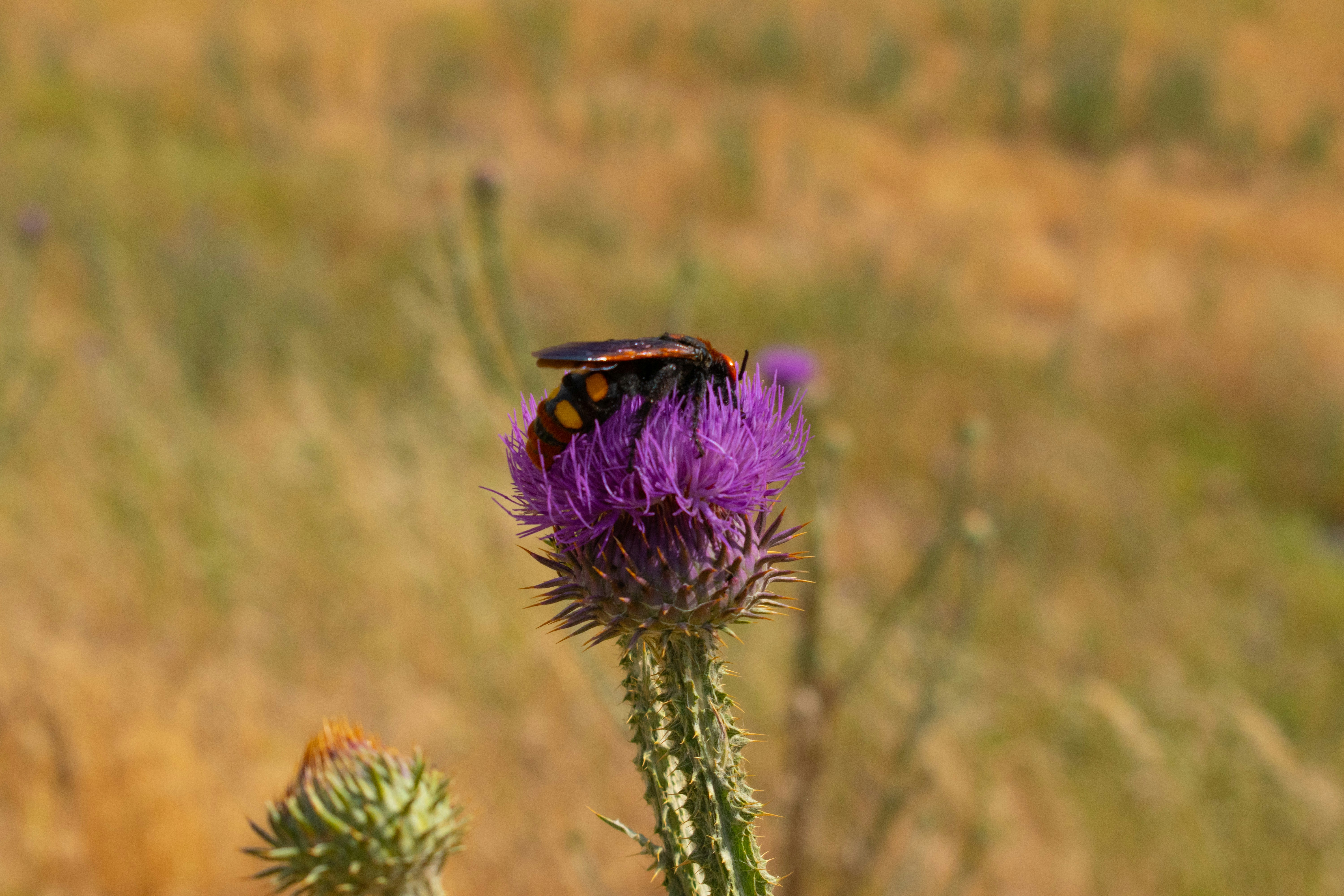 Ein Käfer ernährt sich von einer violetten Distelblüte.