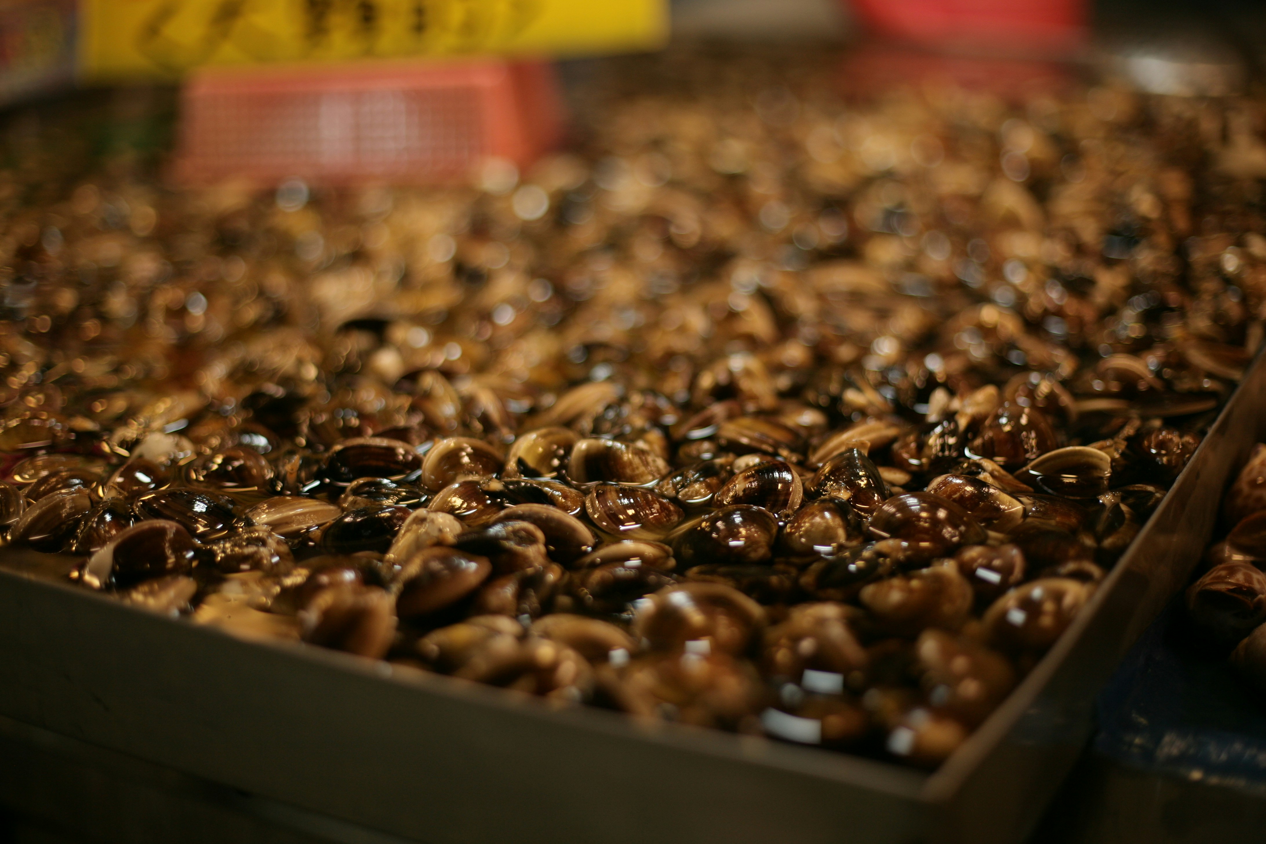 A tray of prepared, oily snails.