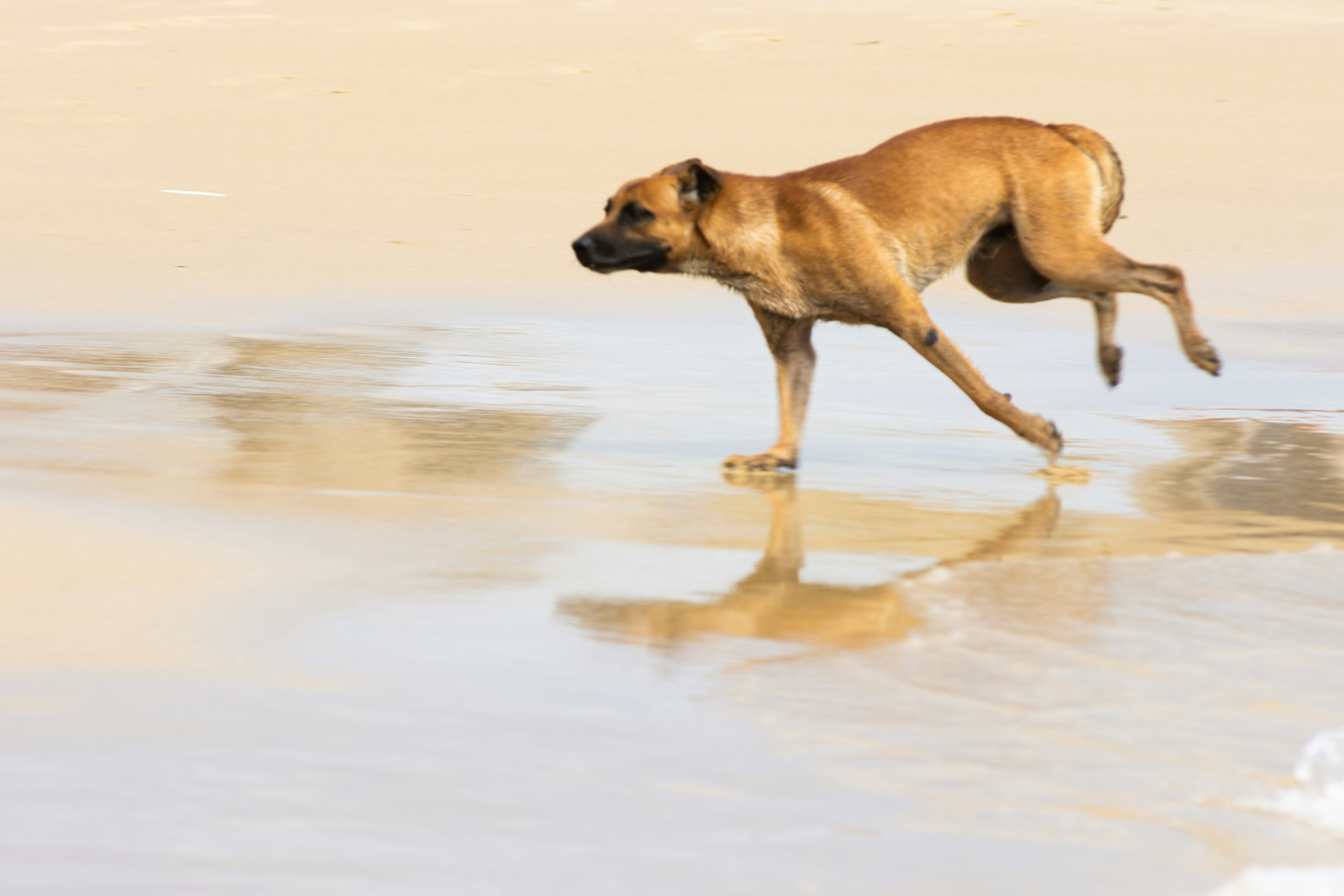 Emotional Anticipation: Joy or Stress?