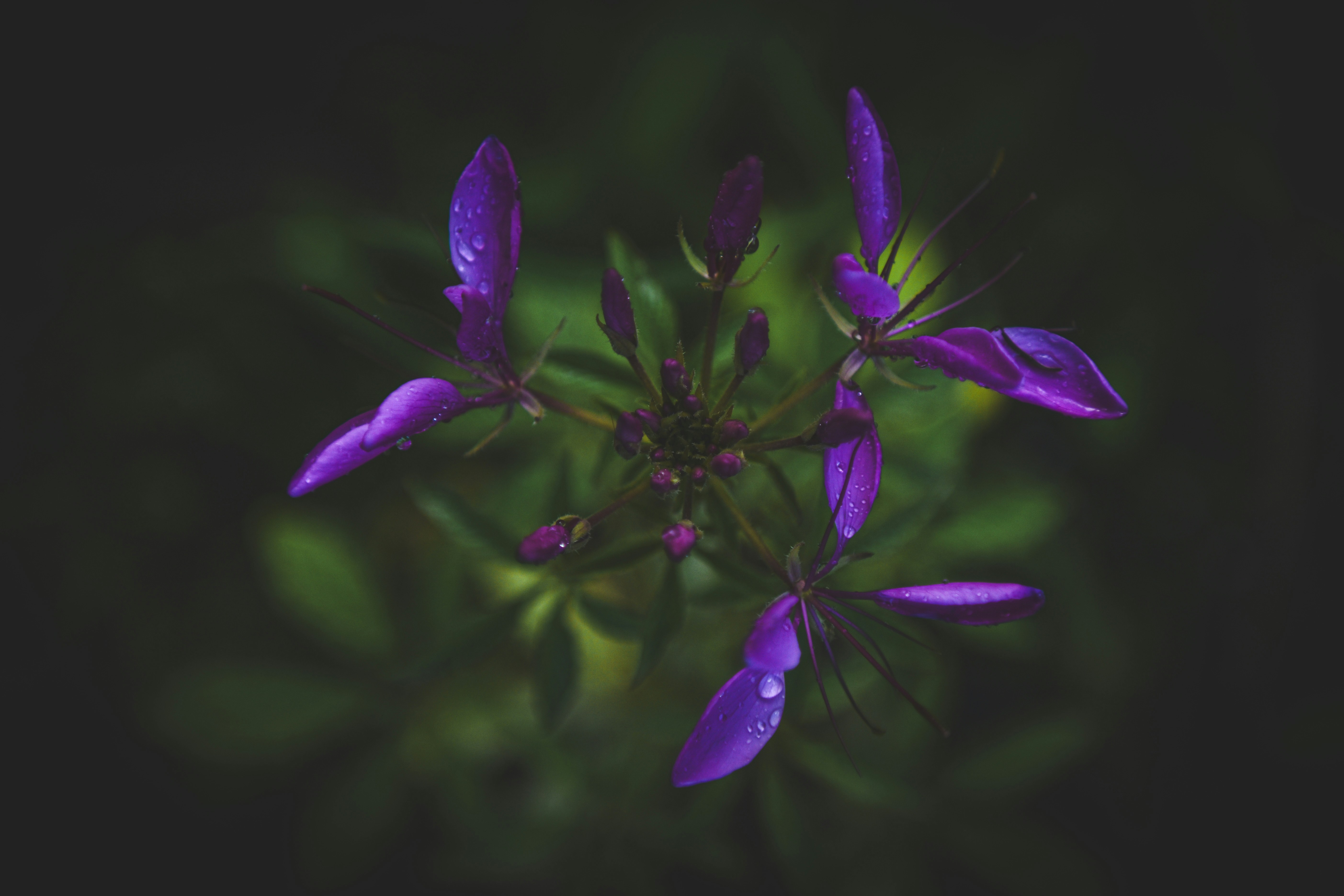 Photo by freefolkphoto