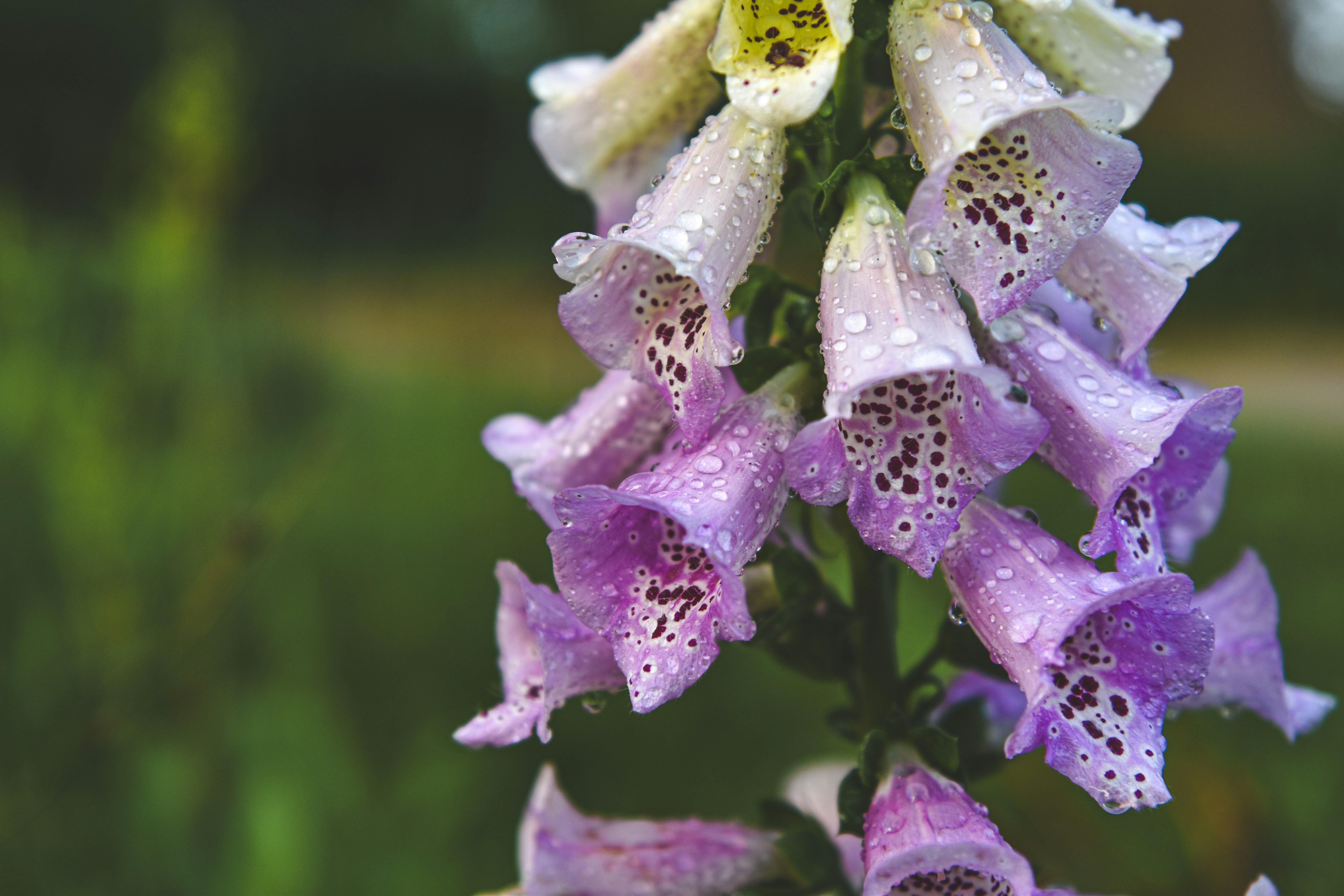 Photo by freefolkphoto