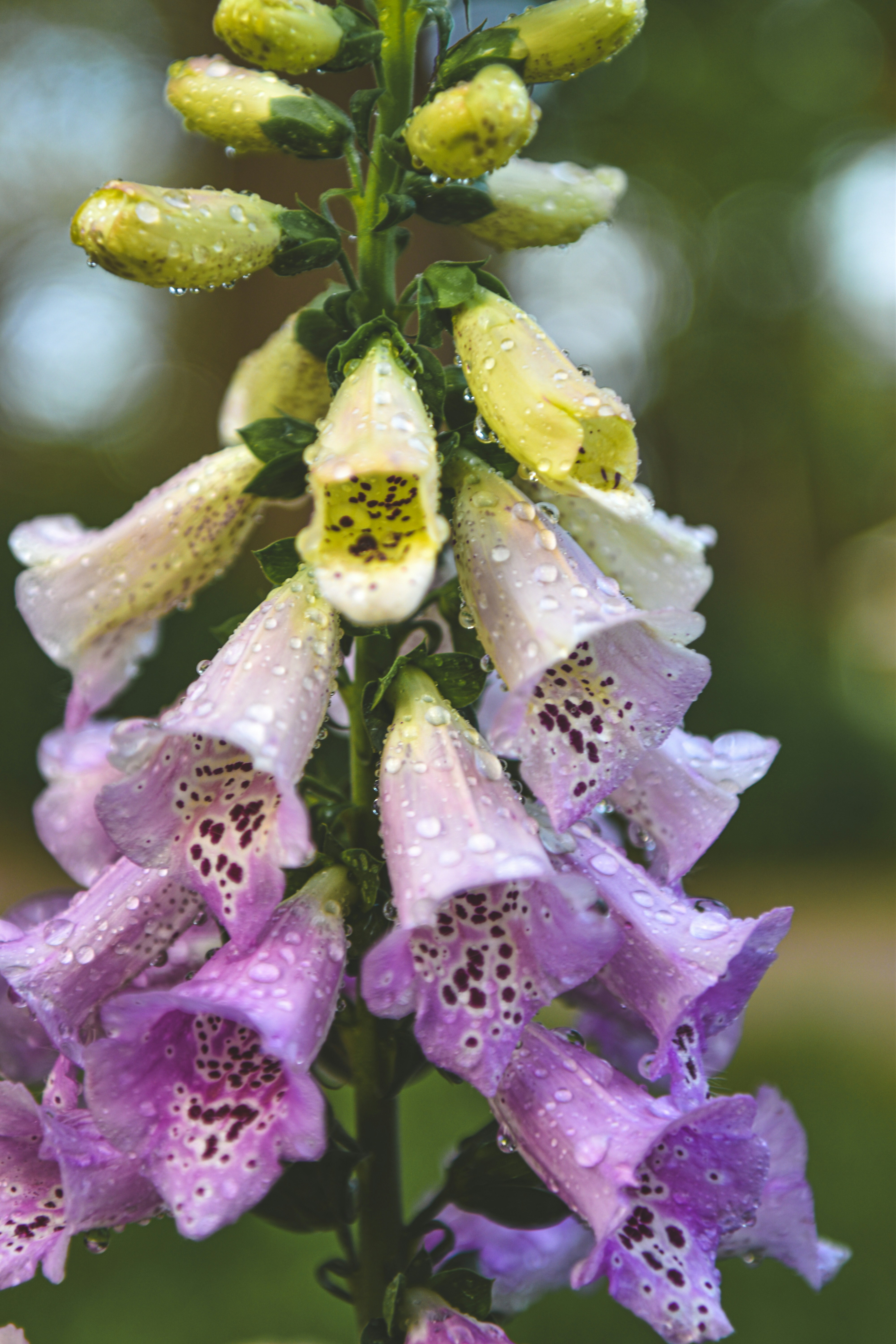 Photo by freefolkphoto