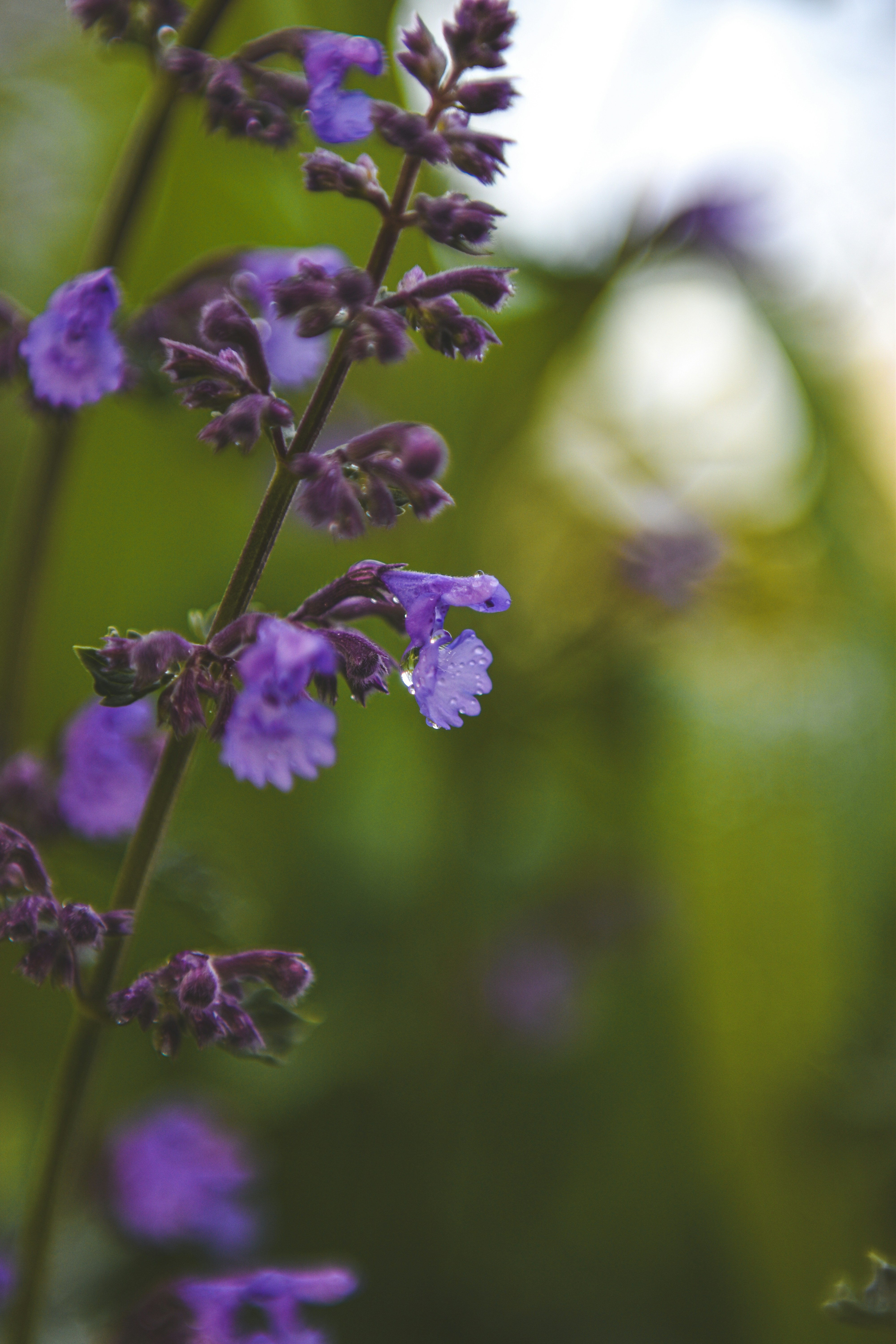 Photo by freefolkphoto