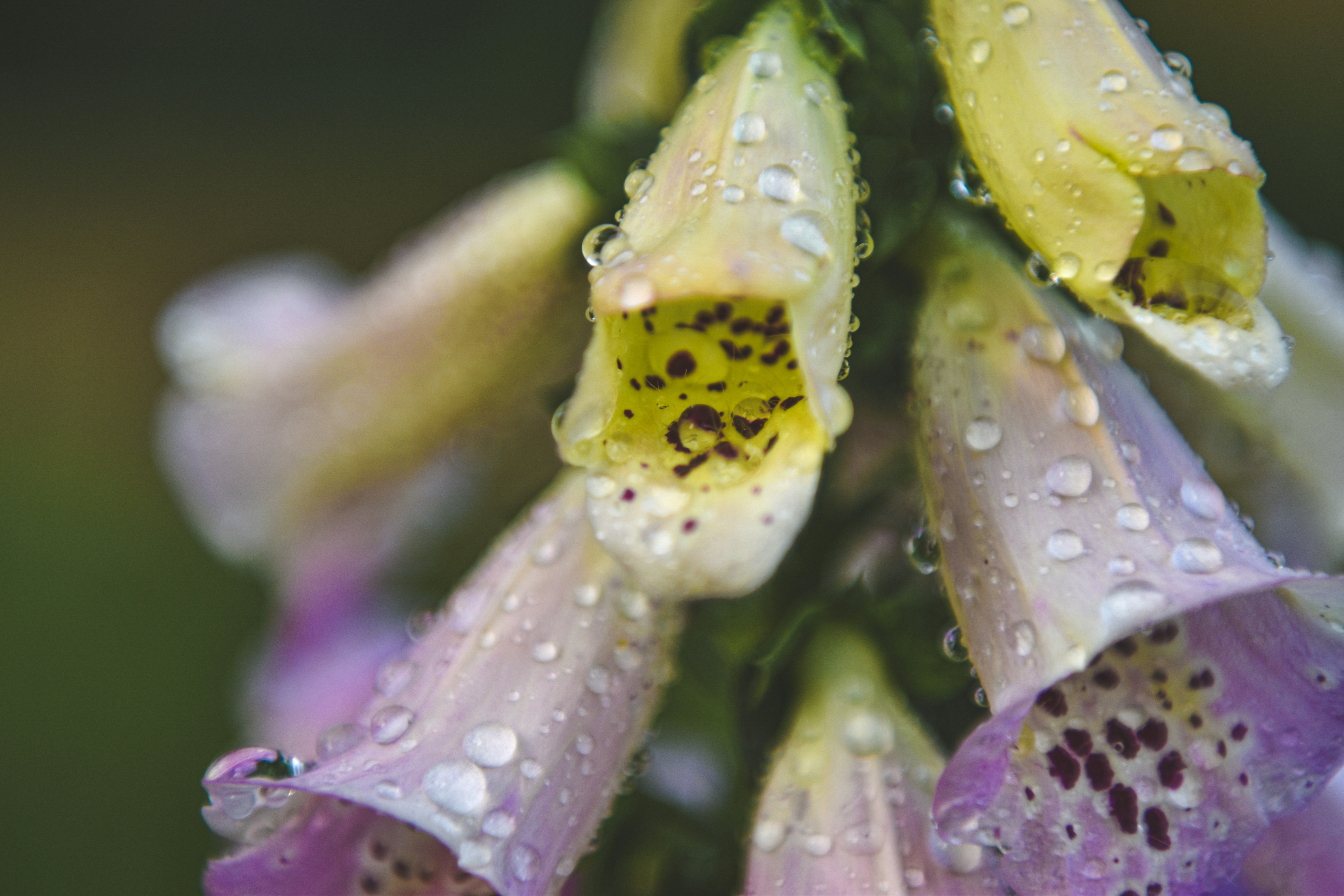 Foxglove flowers are covered in glistening water droplets.
