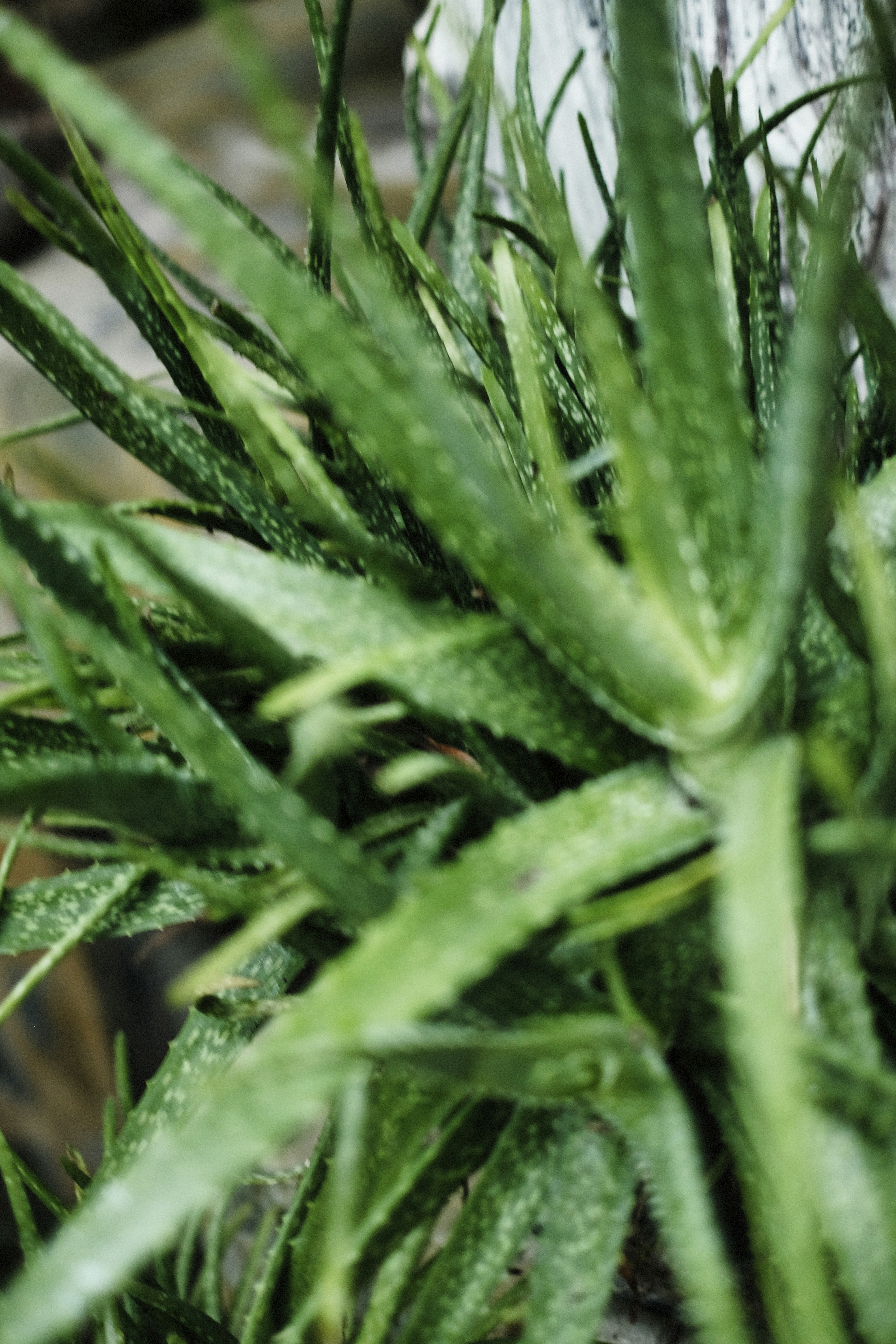 Photo by alexeydemidov