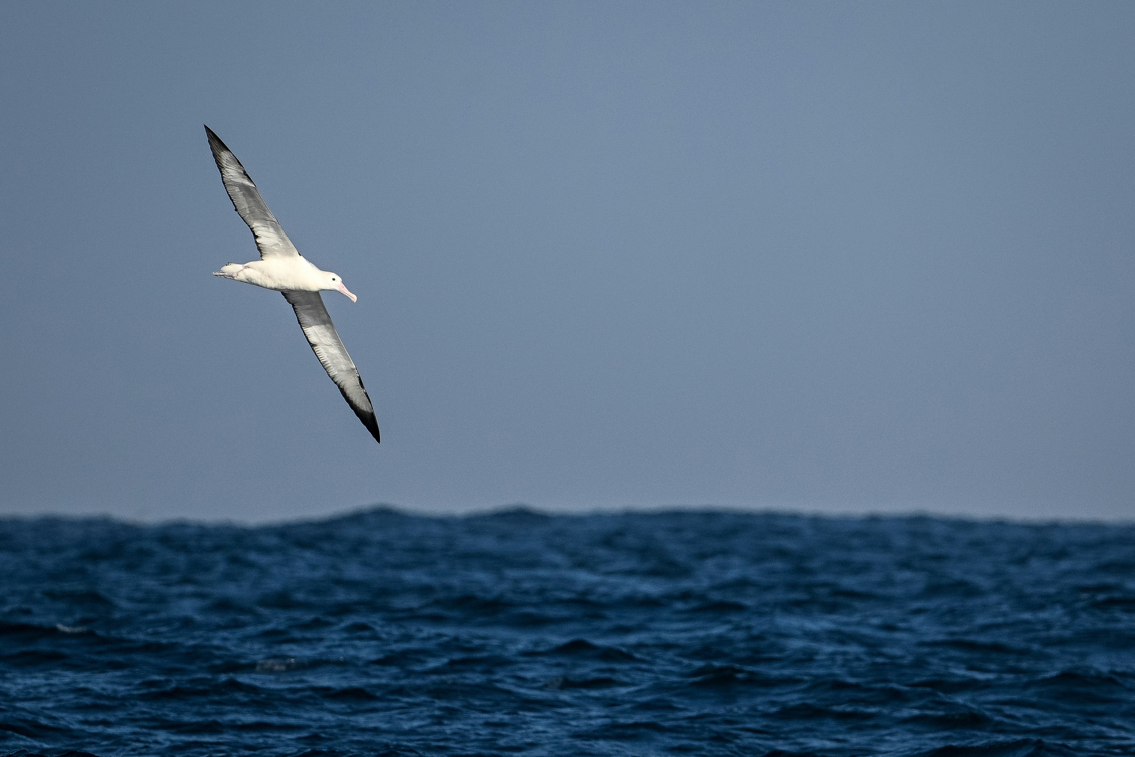 Photo by ornisbirding