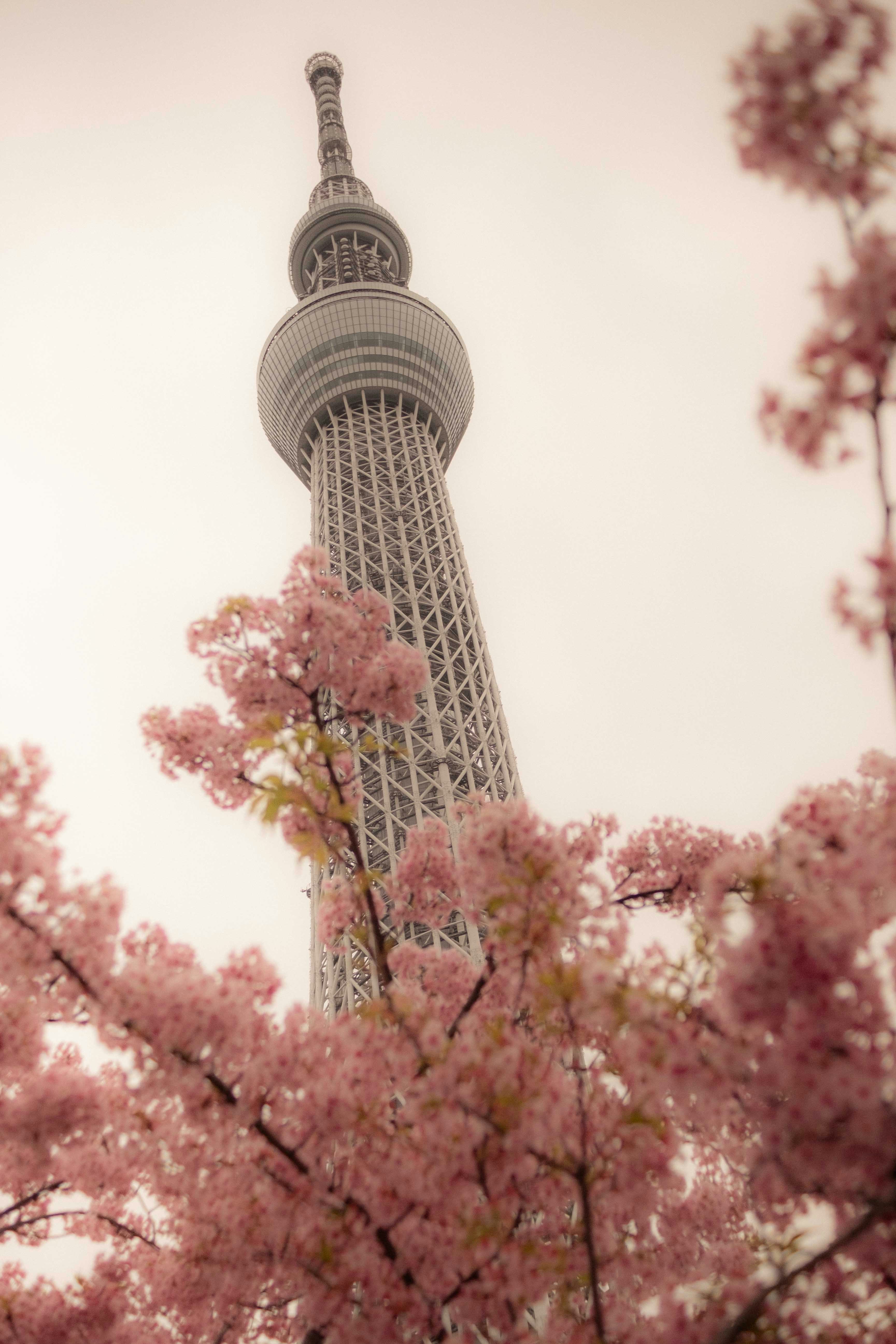 Cherry blossoms frame tokyo skytree.