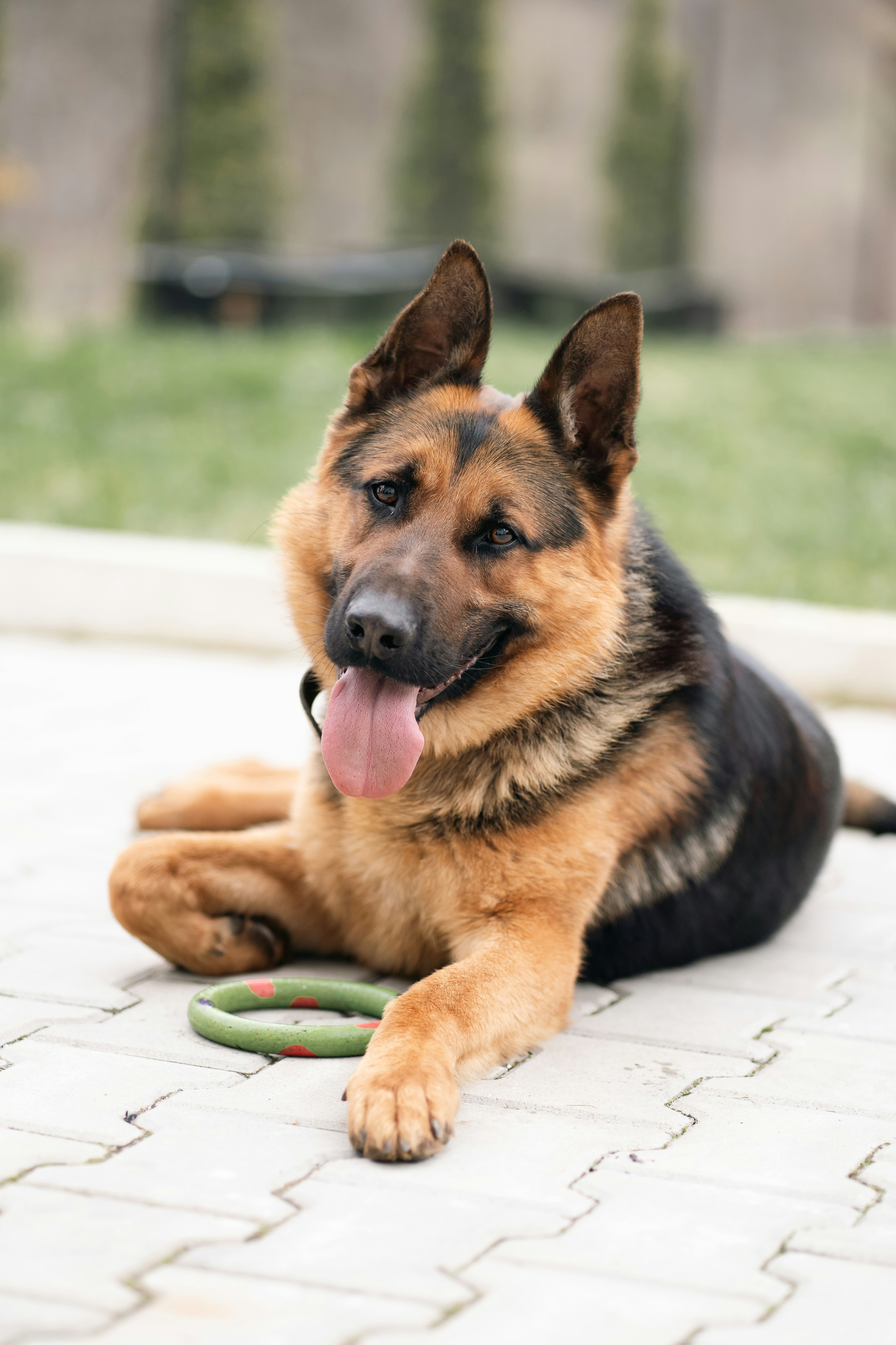 A german shepherd dog is resting with a toy.