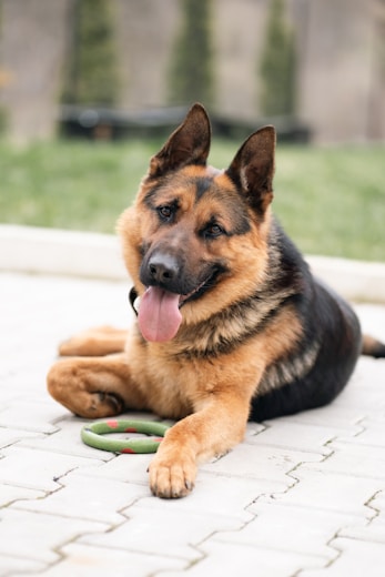 A german shepherd dog is resting with a toy.