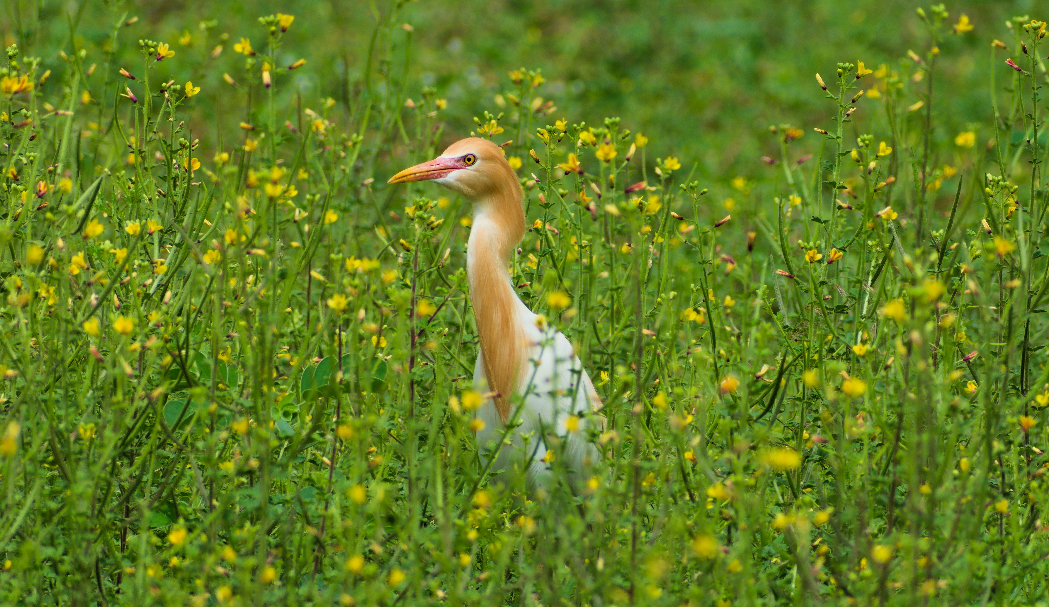 Photo by avinaash_ponnada