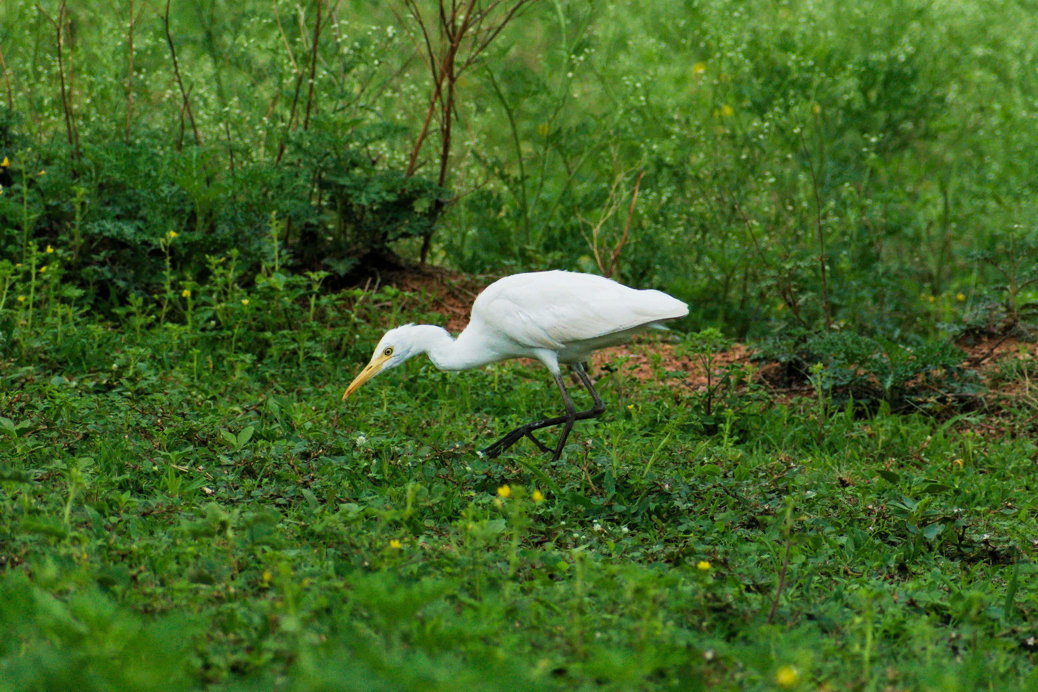 Photo by avinaash_ponnada