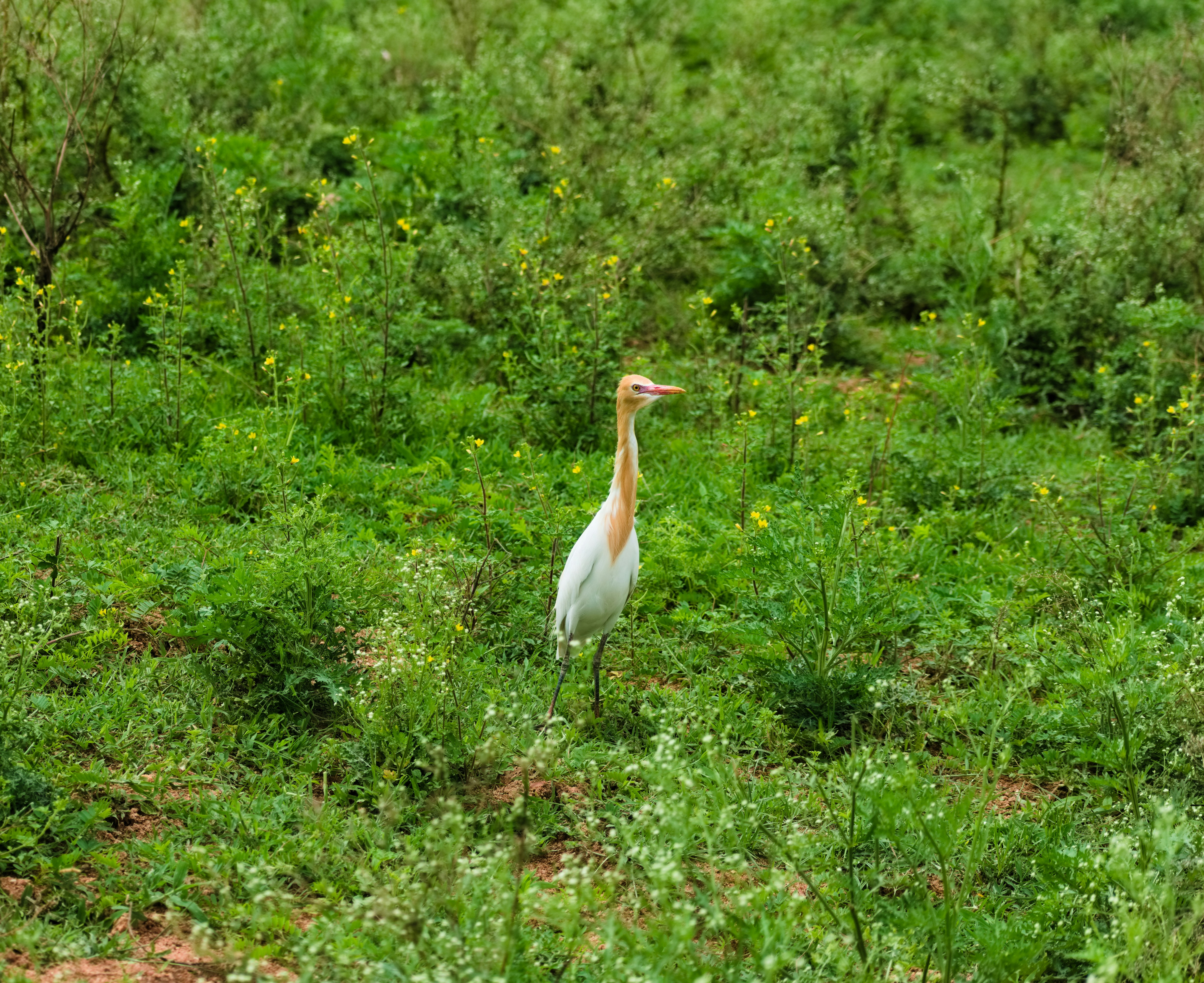 Photo by avinaash_ponnada