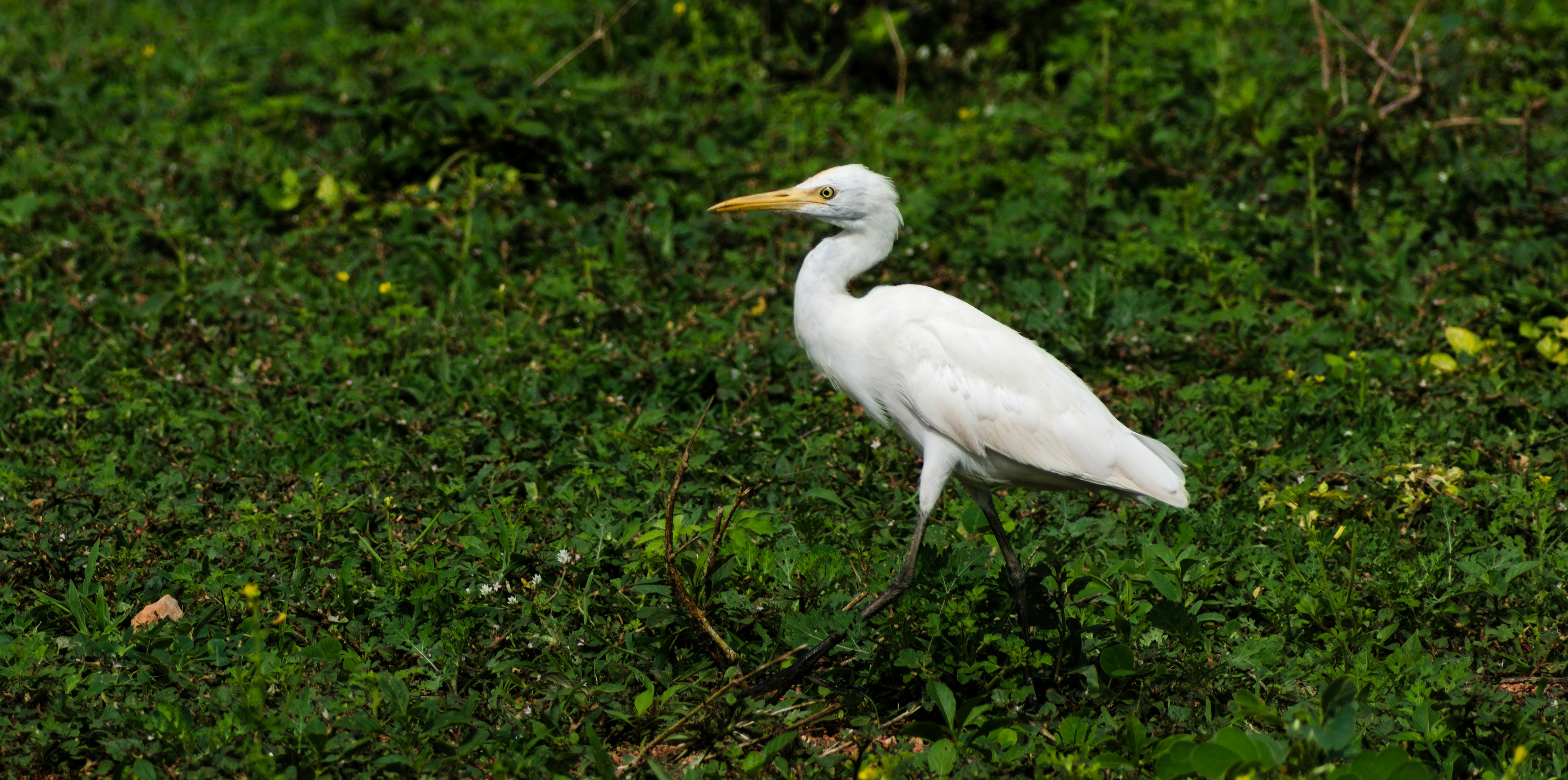 Photo by avinaash_ponnada