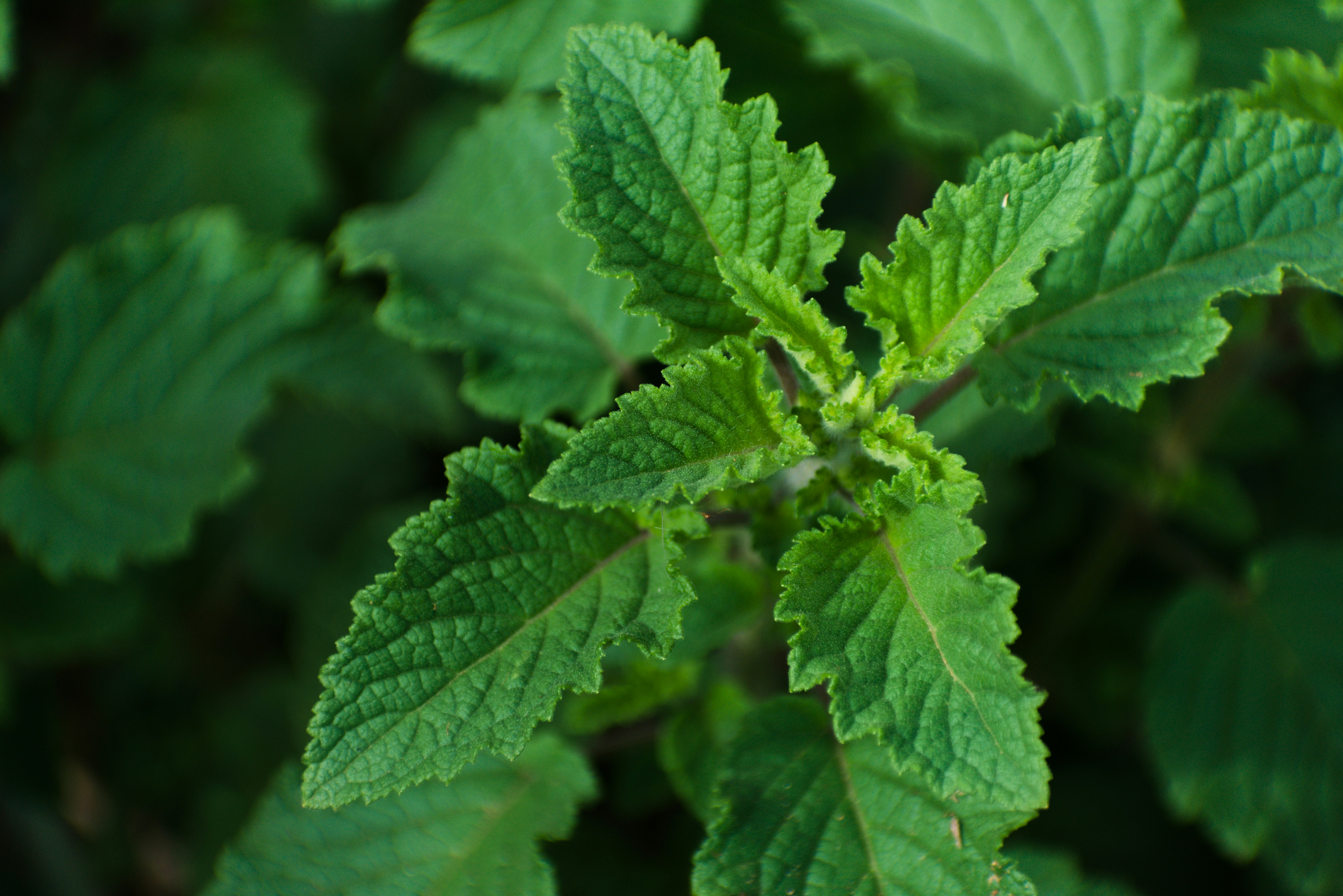 Photo by avinaash_ponnada