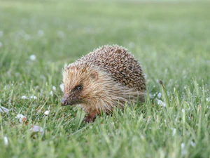 A hedgehog walks through the grassy meadow.
